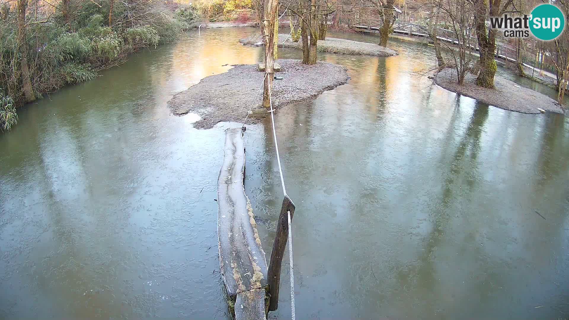 Vari noir et blanc – Ljubljana ZOO  livecam