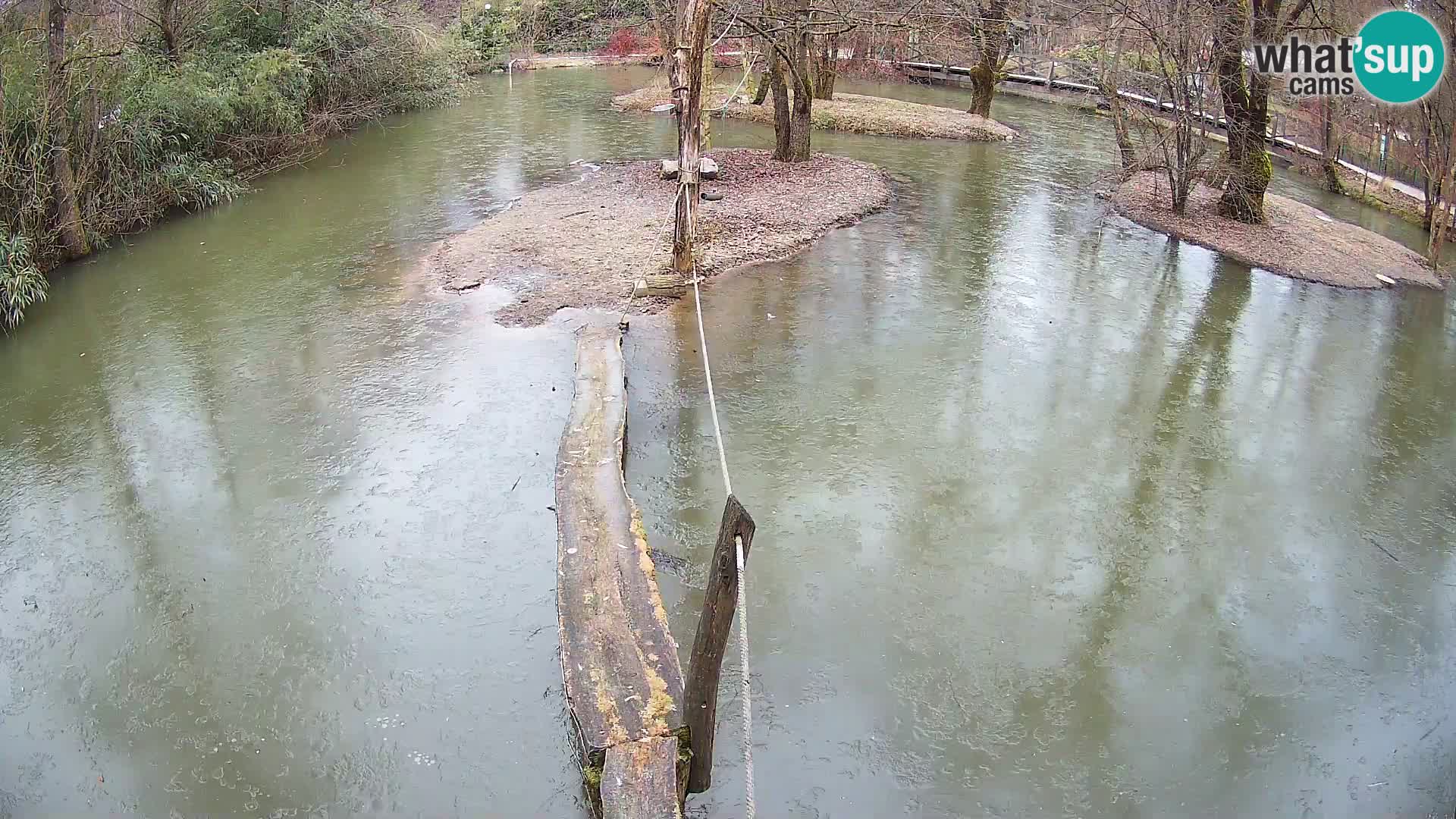 Lémur rufo blanco y negro – Ljubljana Zoo en vivo