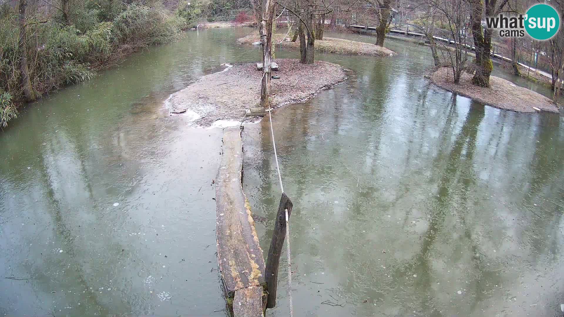 Black and white ruffed lemur Ljubljana Zoo live cam