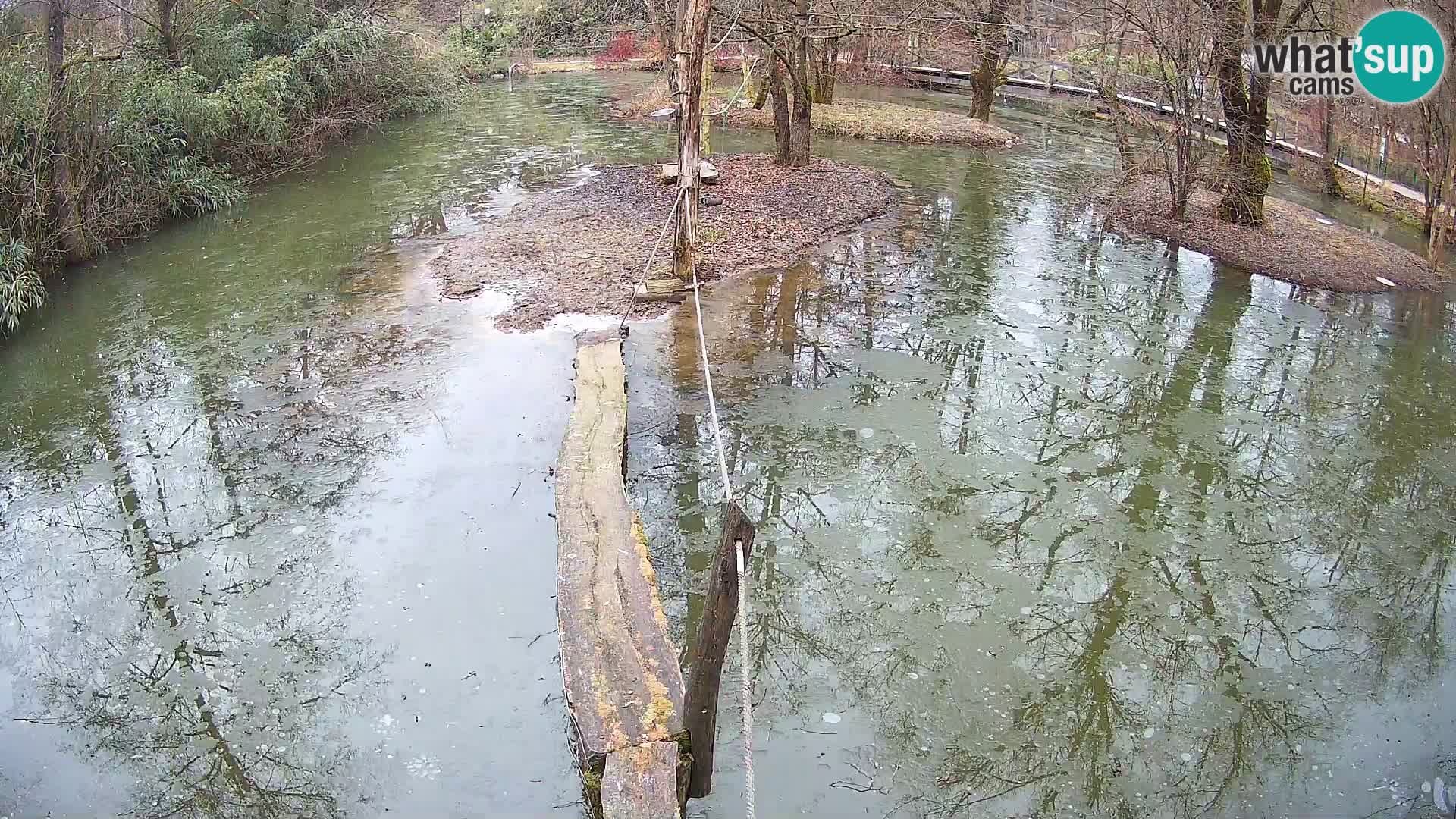 Navadni vari u živo – Ljubljana zoo