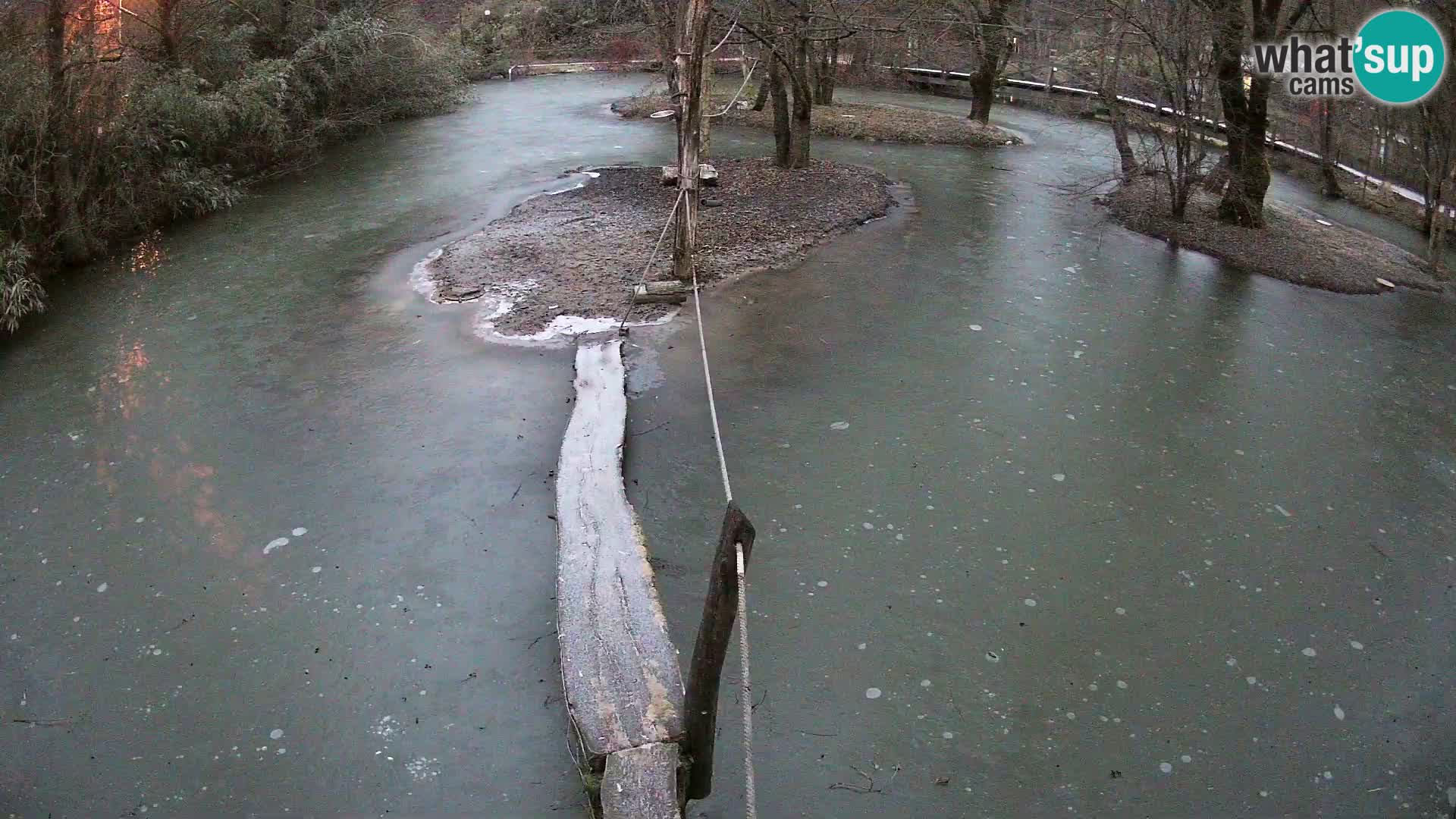 Lémur rufo blanco y negro – Ljubljana Zoo en vivo