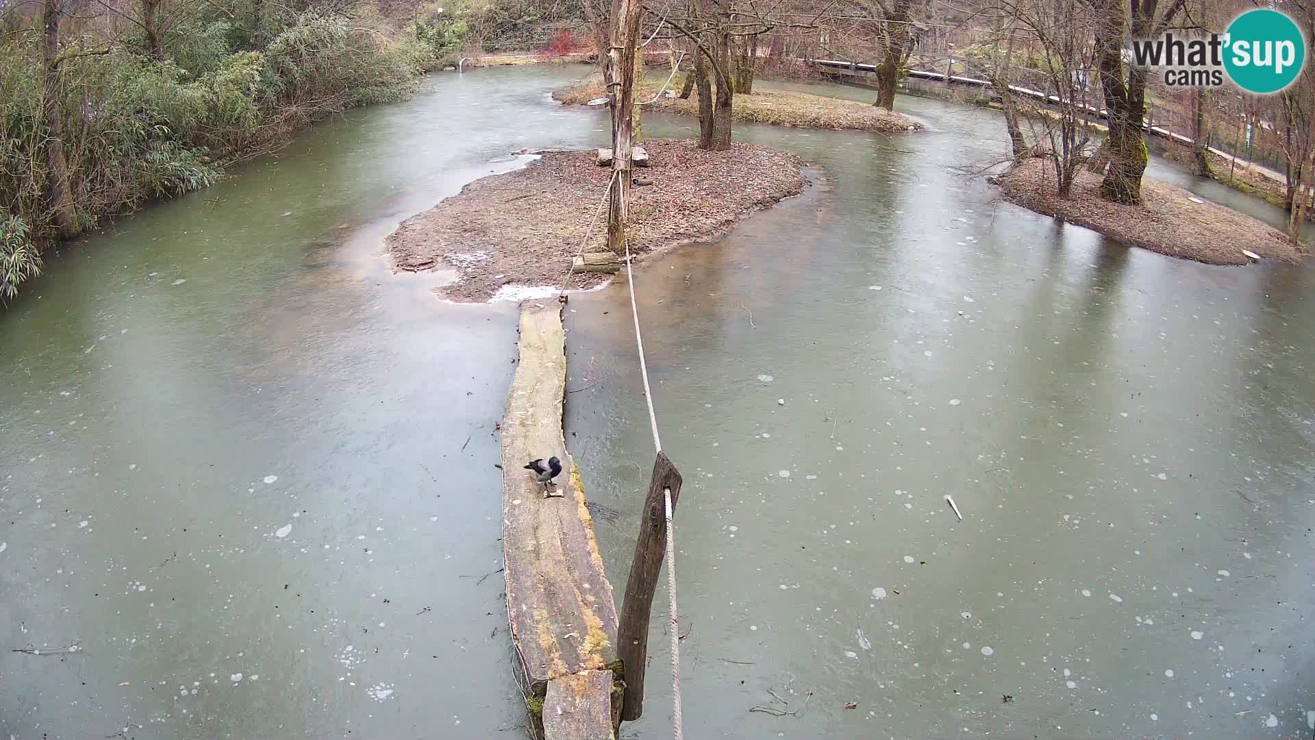 Schwarzweiße Vari Zoo Ljubljana webcam