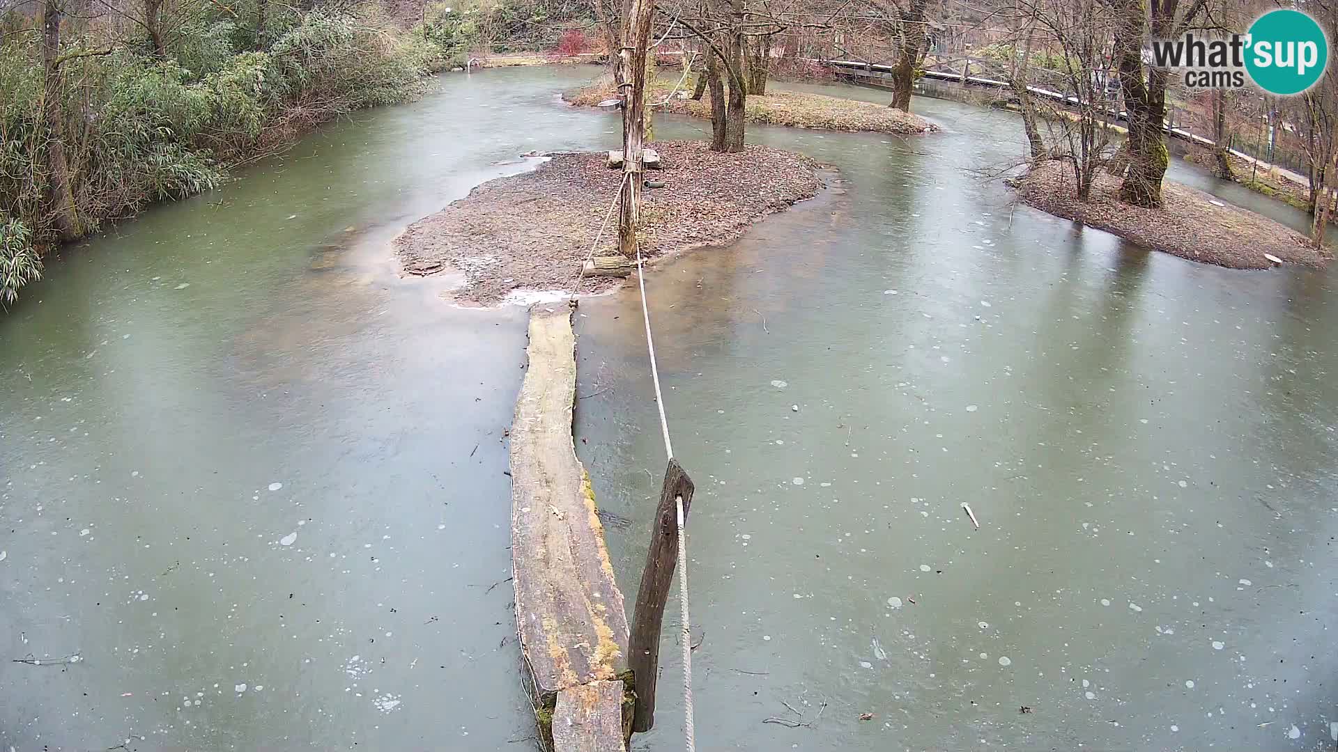 Vari bianconero Zoo Ljubljana webcam