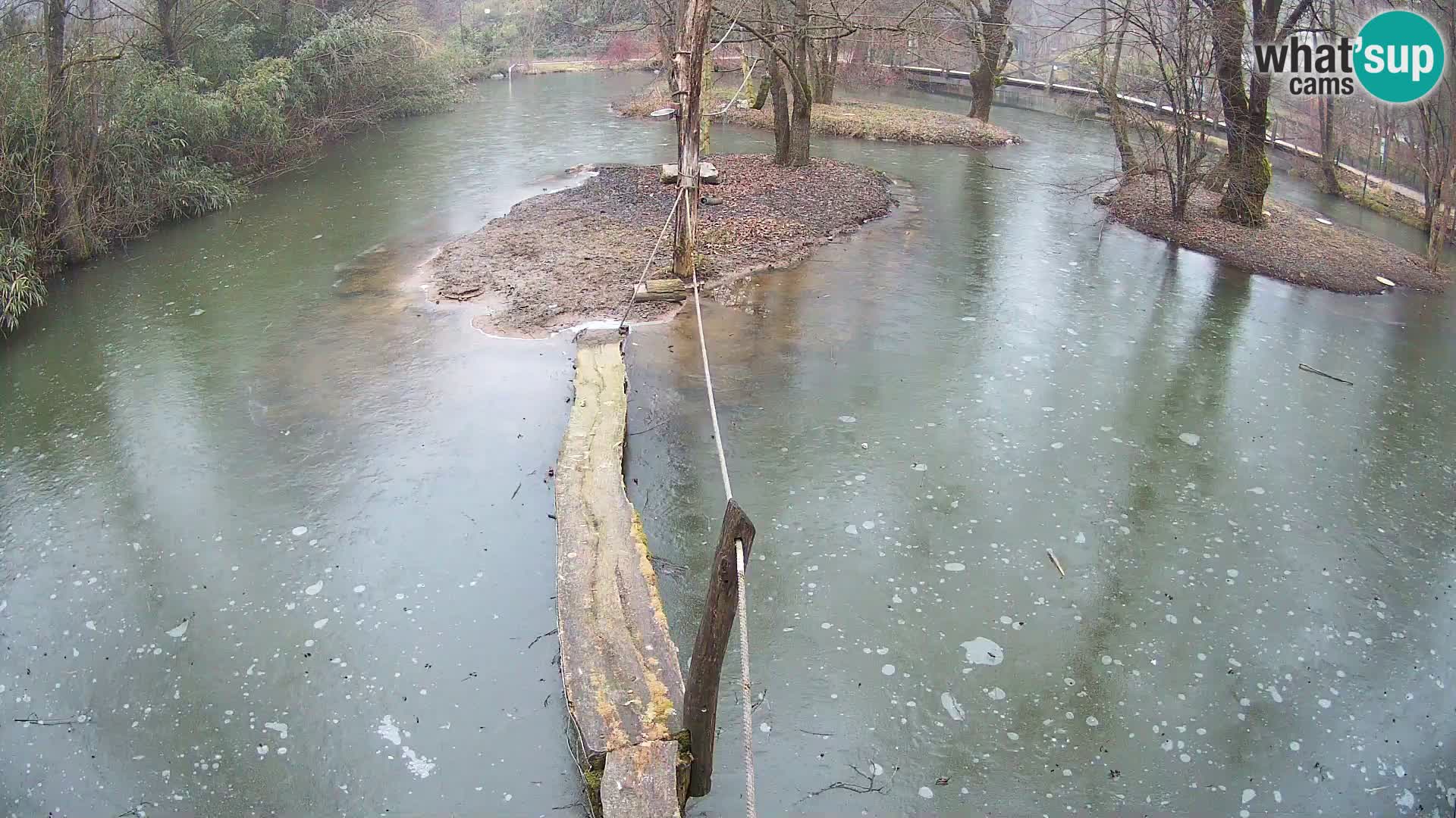 Schwarzweiße Vari Zoo Ljubljana webcam