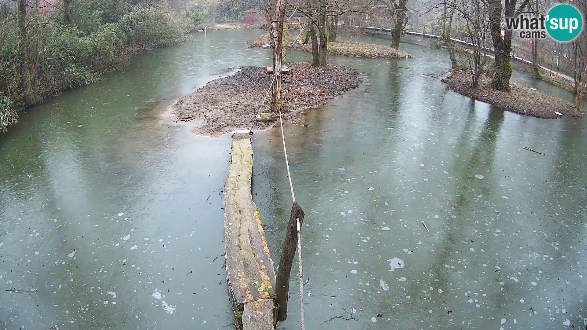 Schwarzweiße Vari Zoo Ljubljana webcam