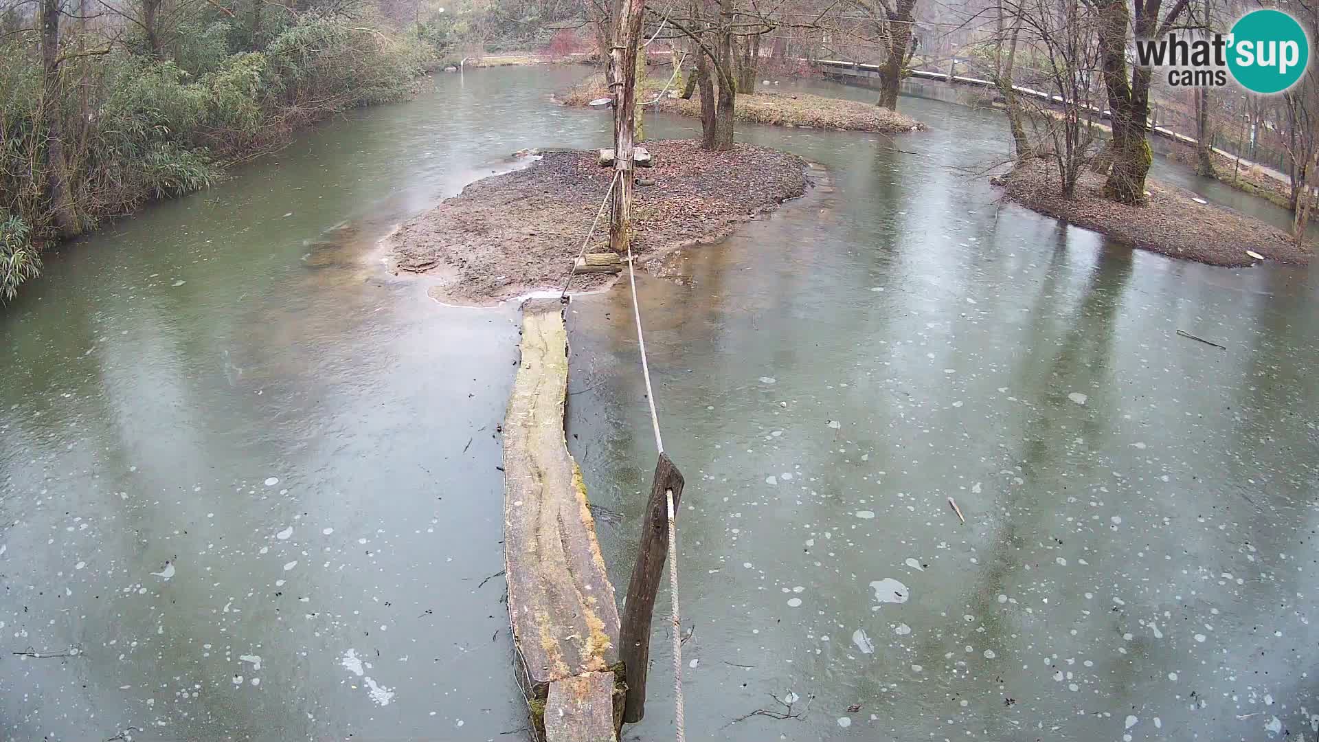 Schwarzweiße Vari Zoo Ljubljana webcam