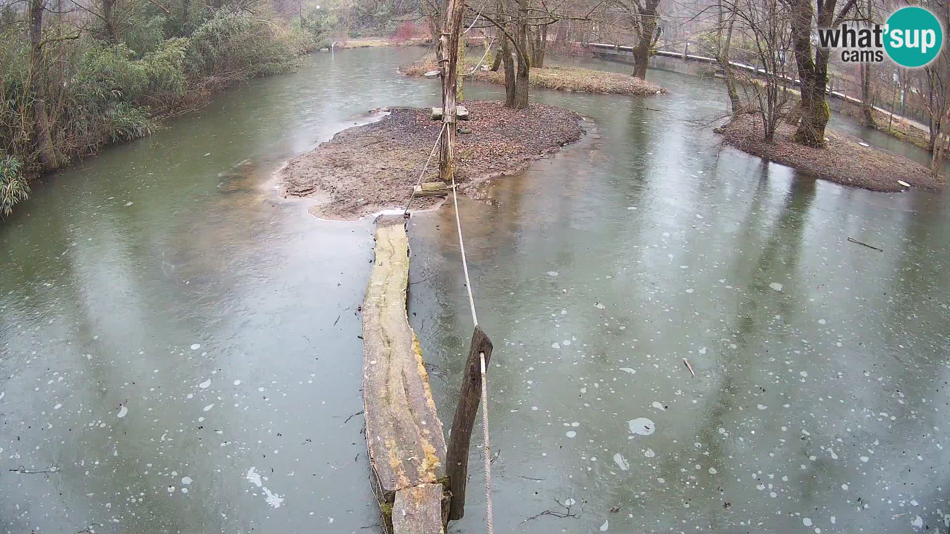 Vari bianconero Zoo Ljubljana webcam