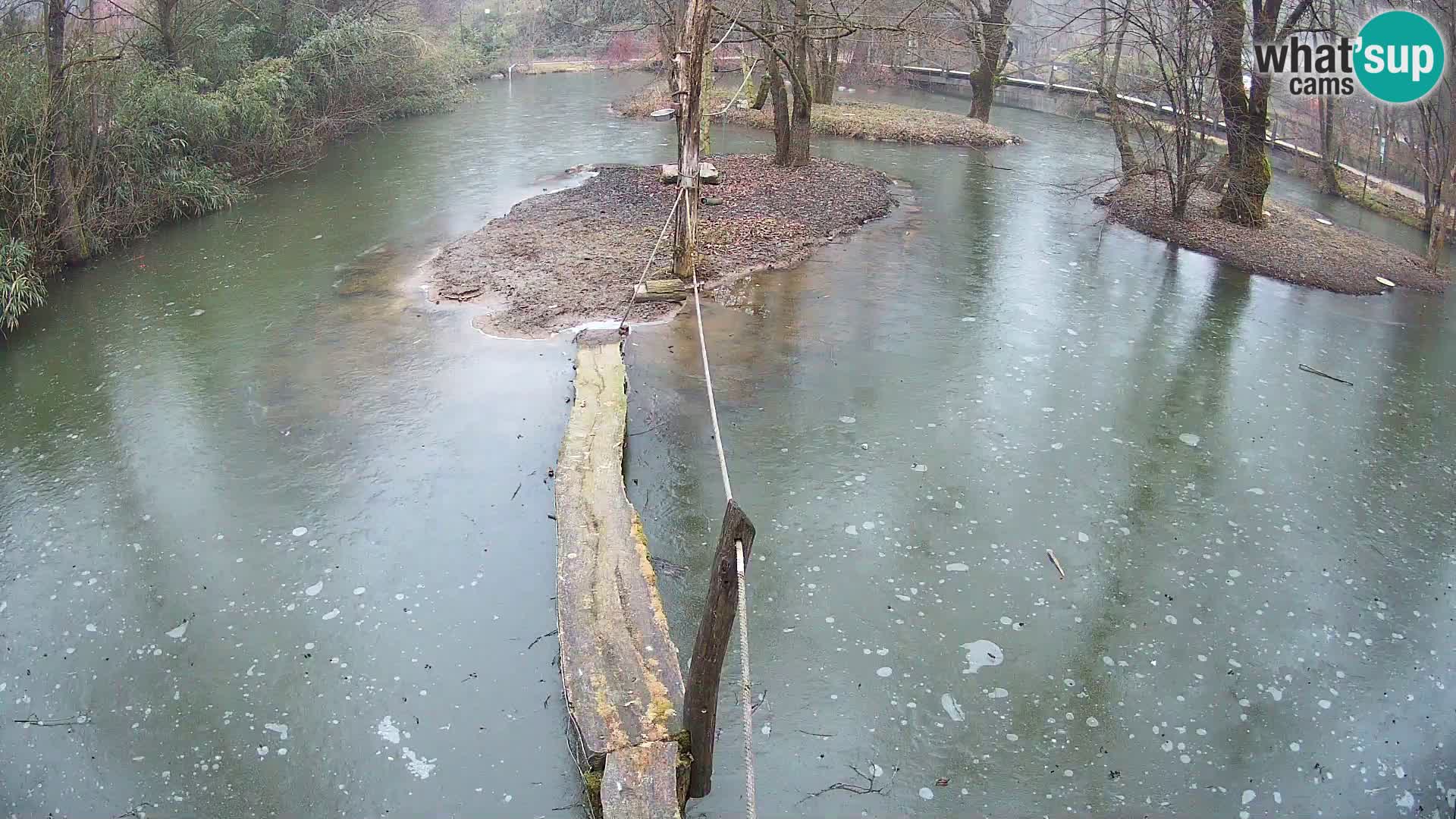 Schwarzweiße Vari Zoo Ljubljana webcam