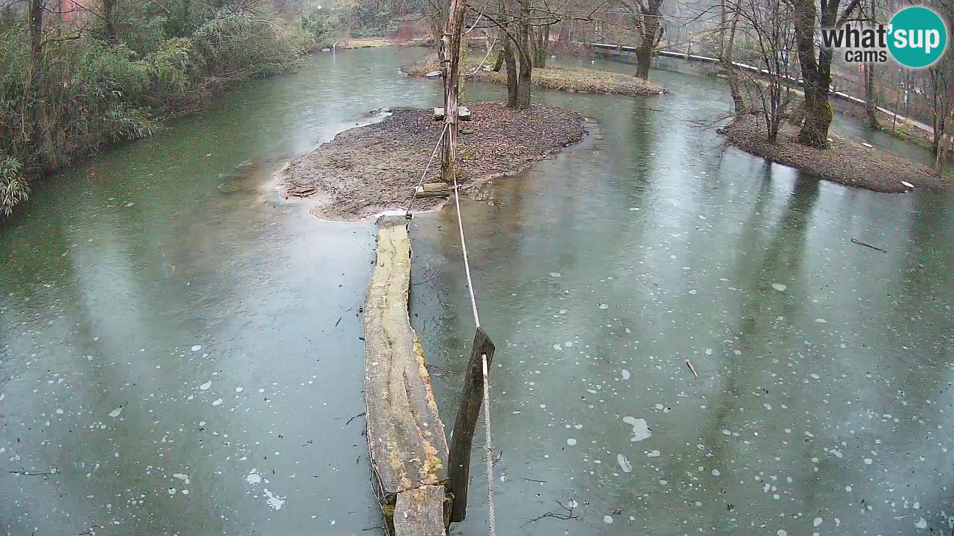 Vari bianconero Zoo Ljubljana webcam