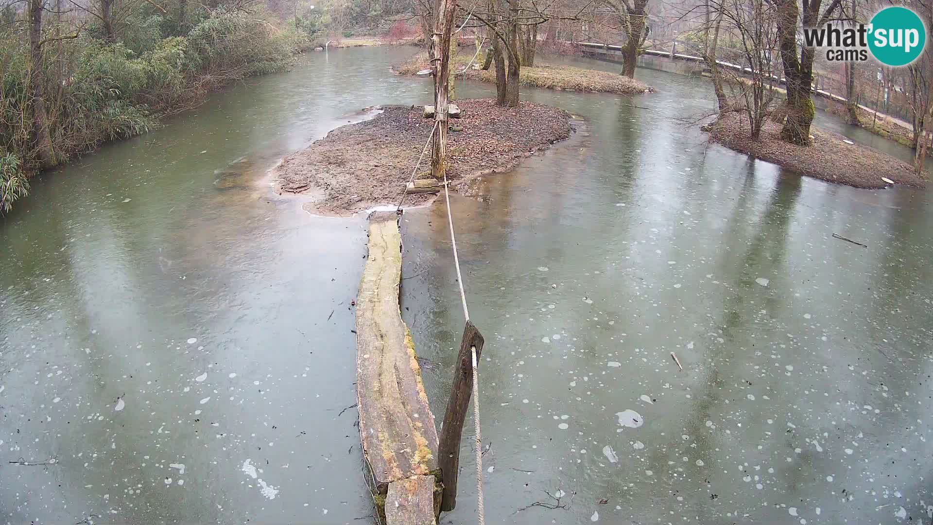 Schwarzweiße Vari Zoo Ljubljana webcam