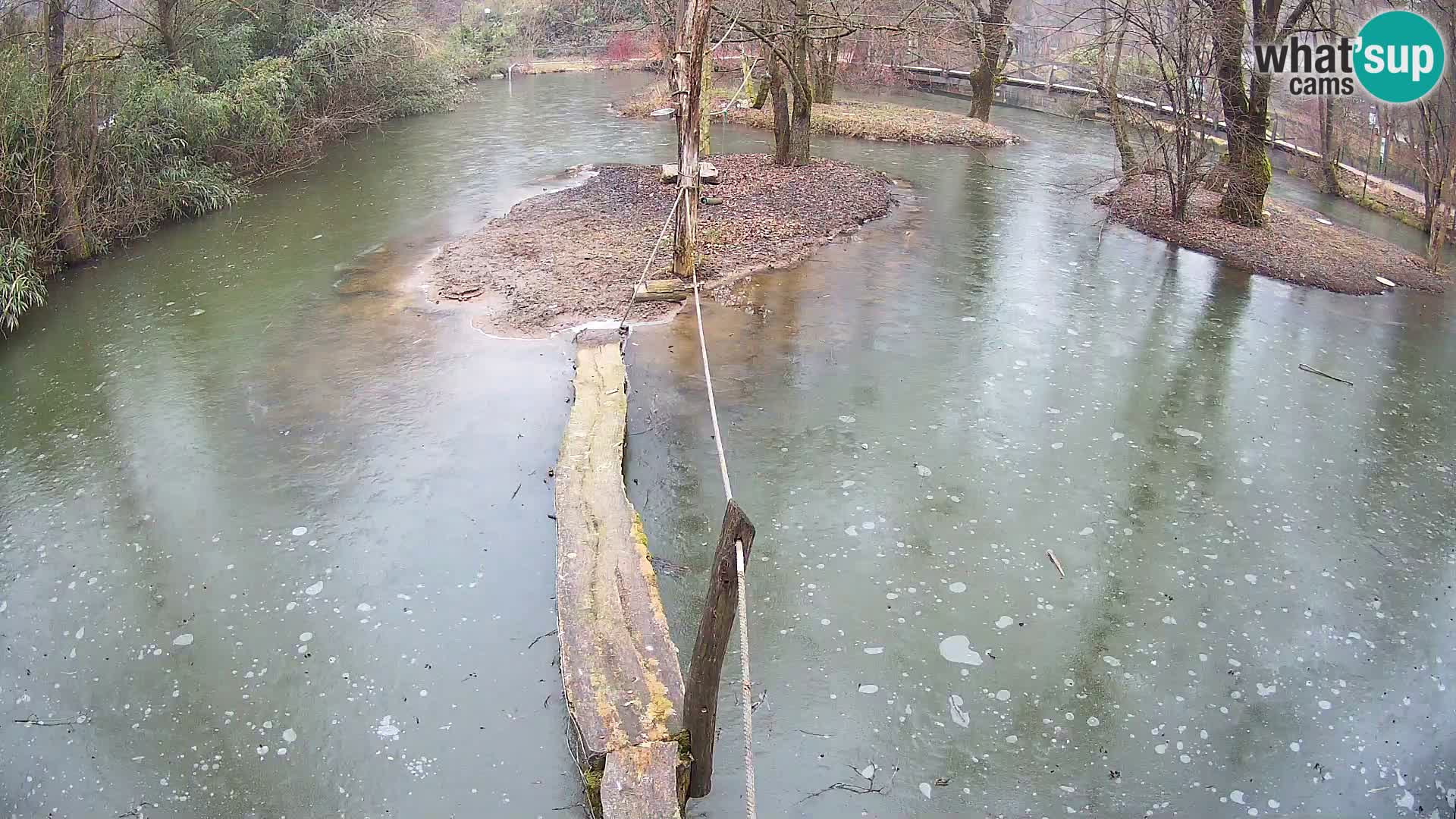 Lémur rufo blanco y negro – Ljubljana Zoo en vivo