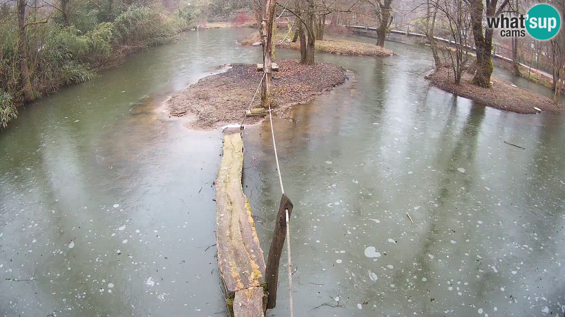 Navadni vari u živo – Ljubljana zoo