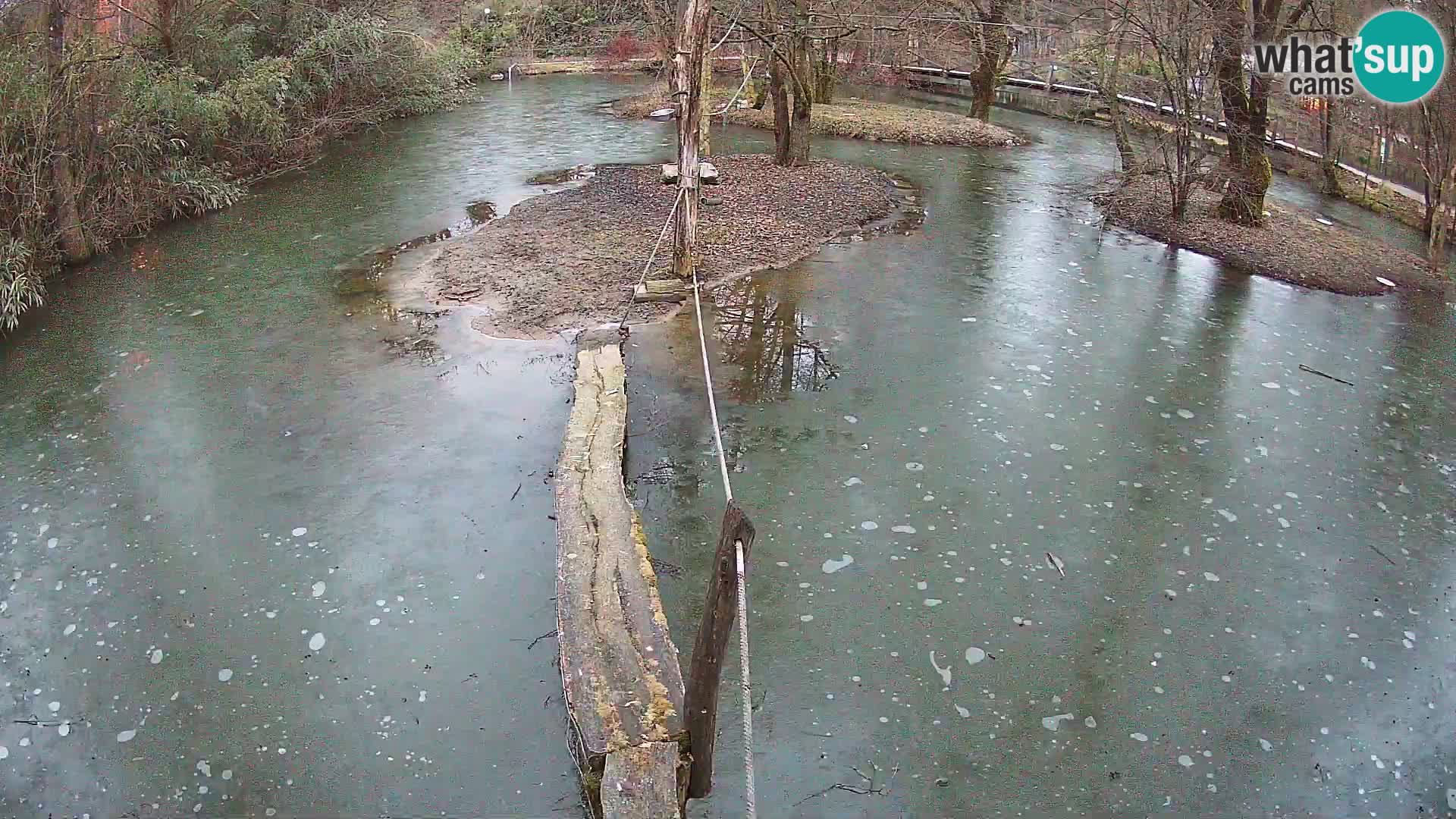 Vari noir et blanc – Ljubljana ZOO  livecam