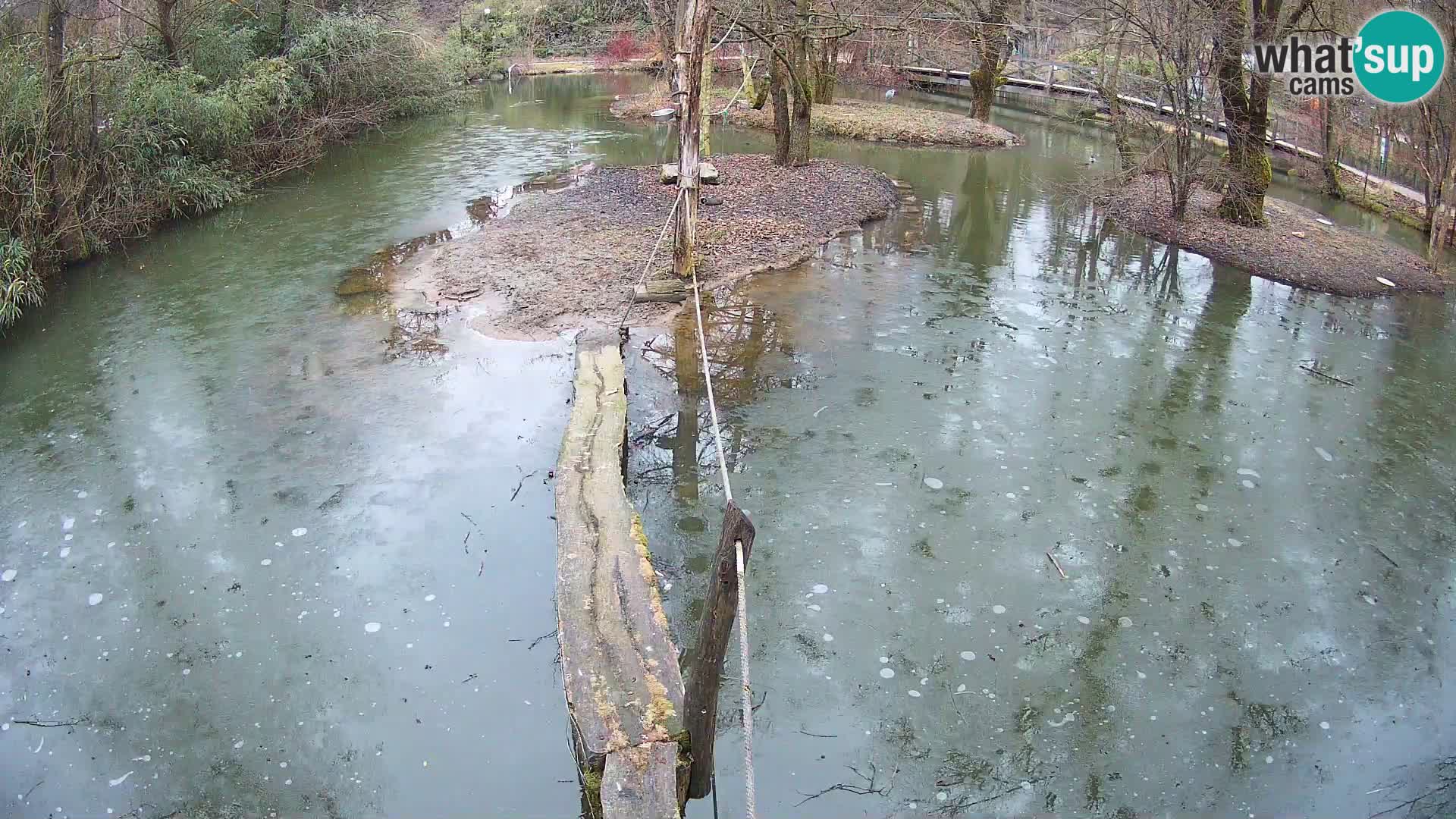 Vari noir et blanc – Ljubljana ZOO  livecam