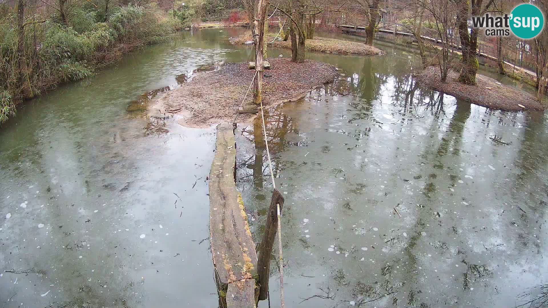 Schwarzweiße Vari Zoo Ljubljana webcam