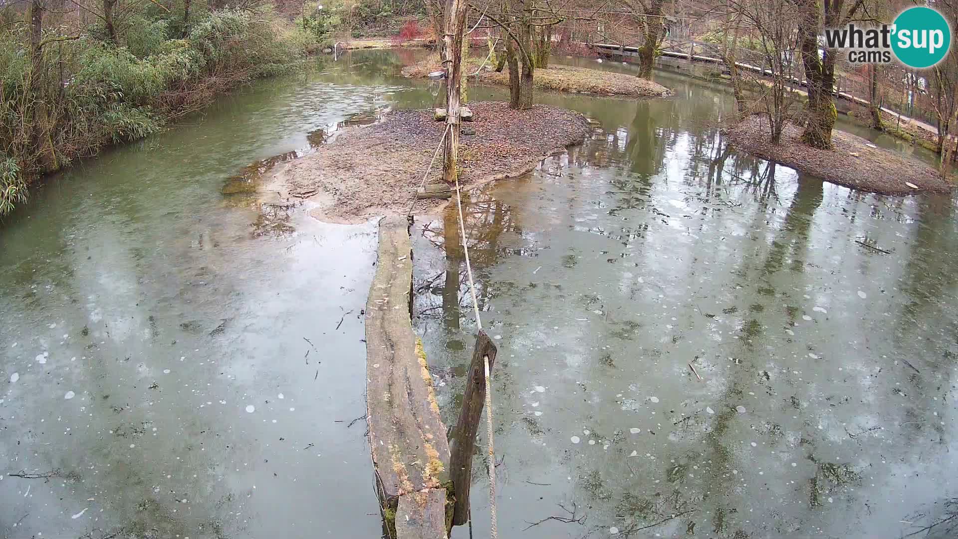 Black and white ruffed lemur Ljubljana Zoo live cam