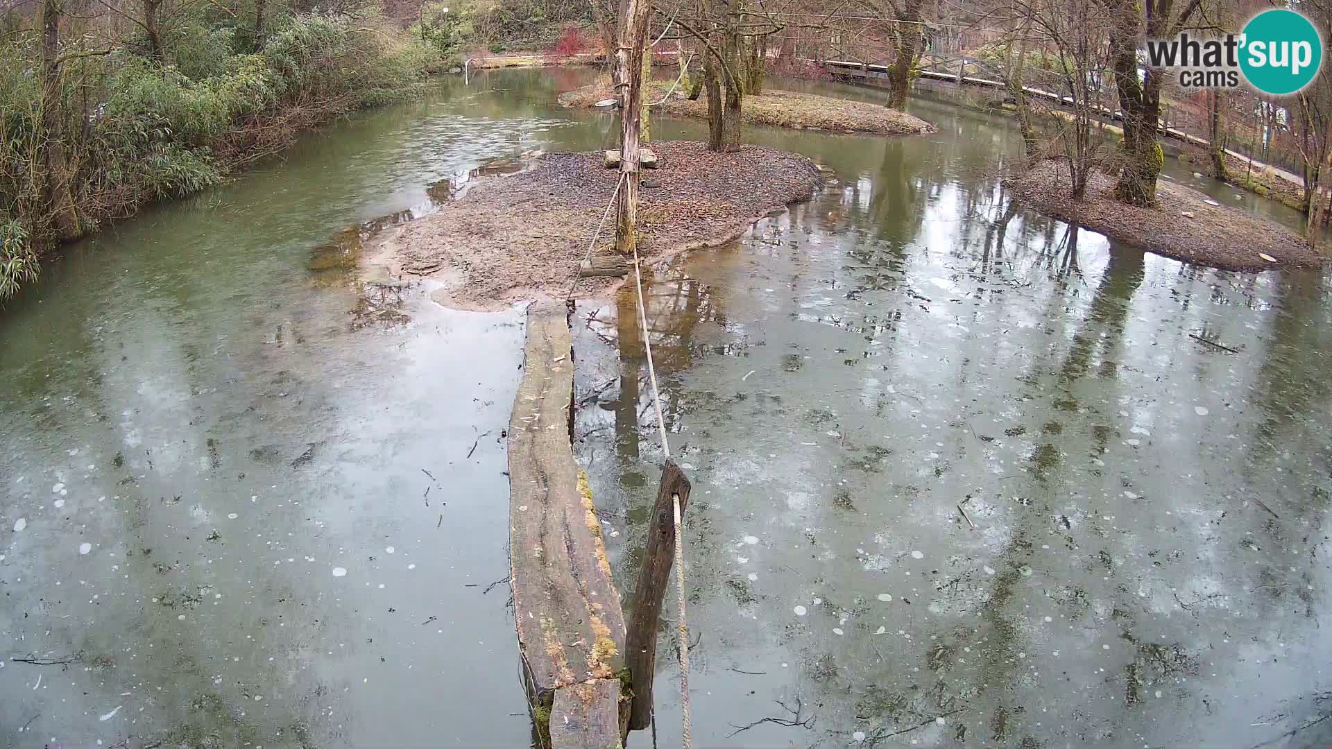 Black and white ruffed lemur Ljubljana Zoo live cam