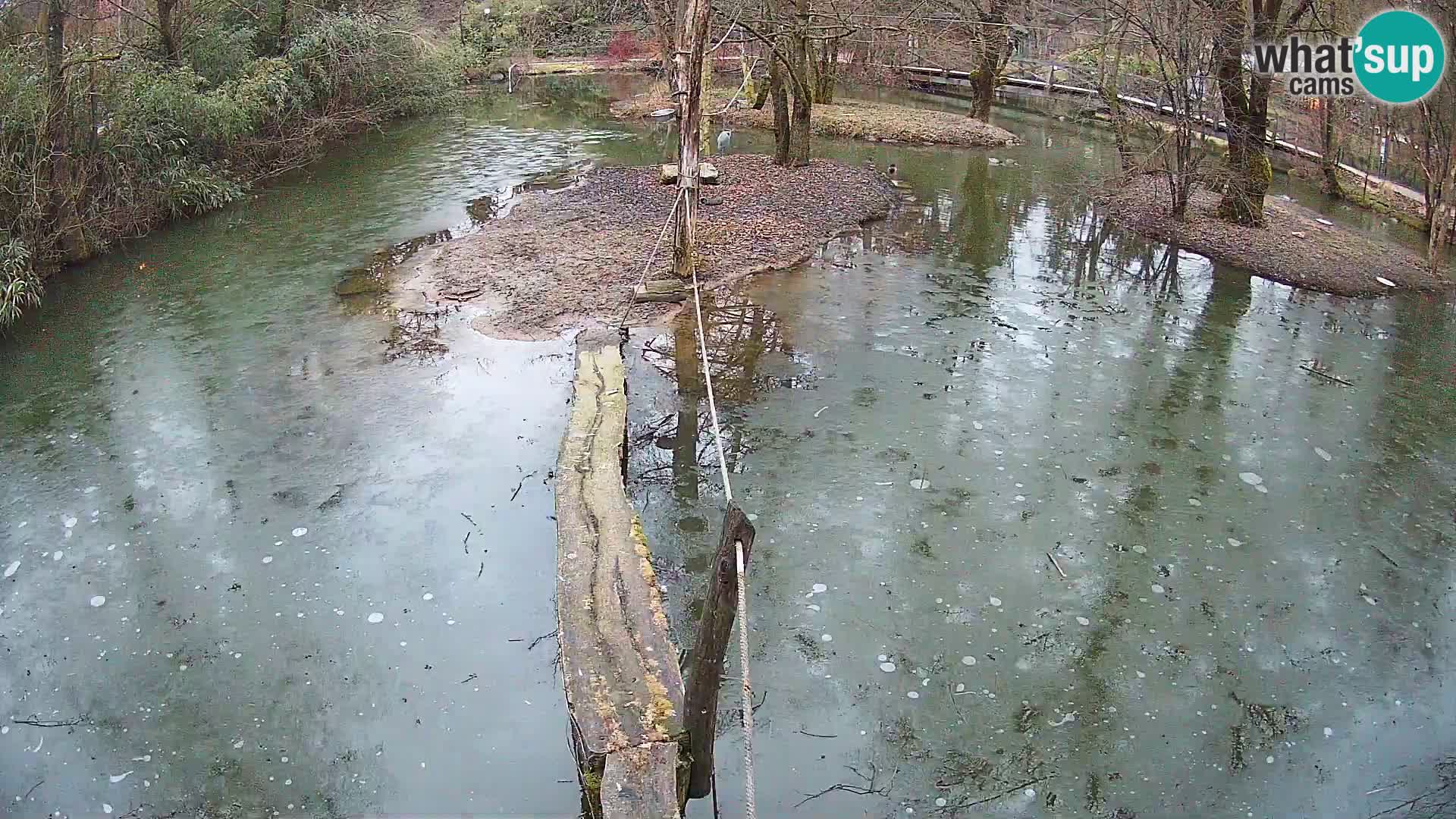 Vari bianconero Zoo Ljubljana webcam