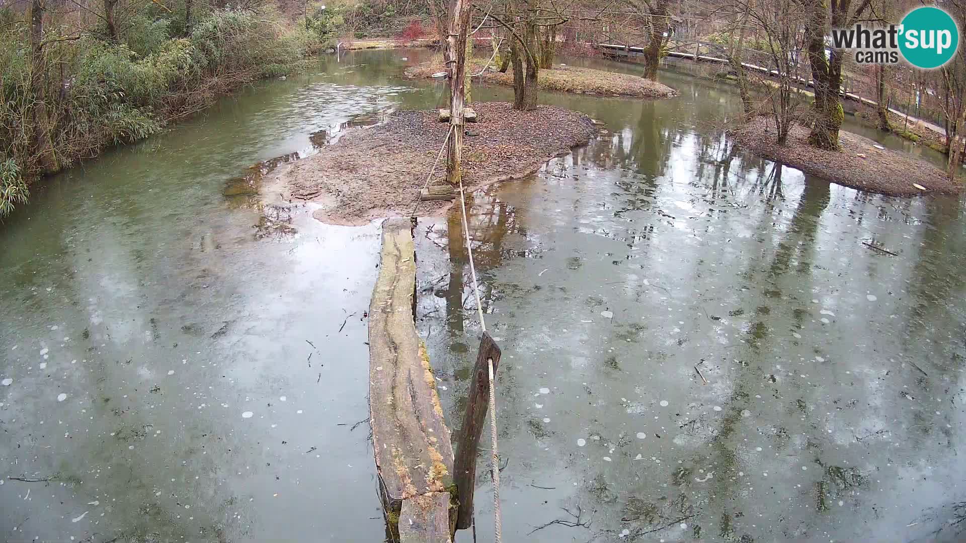 Schwarzweiße Vari Zoo Ljubljana webcam