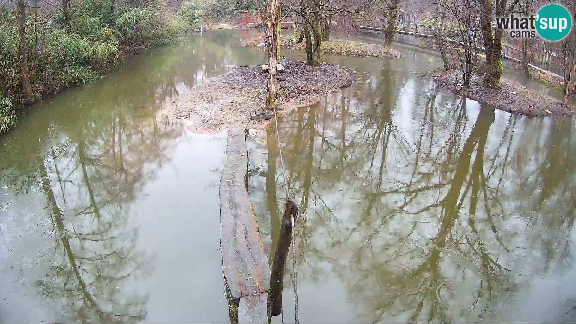 Schwarzweiße Vari Zoo Ljubljana webcam