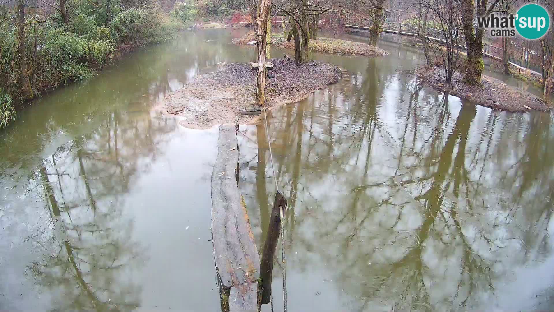 Schwarzweiße Vari Zoo Ljubljana webcam