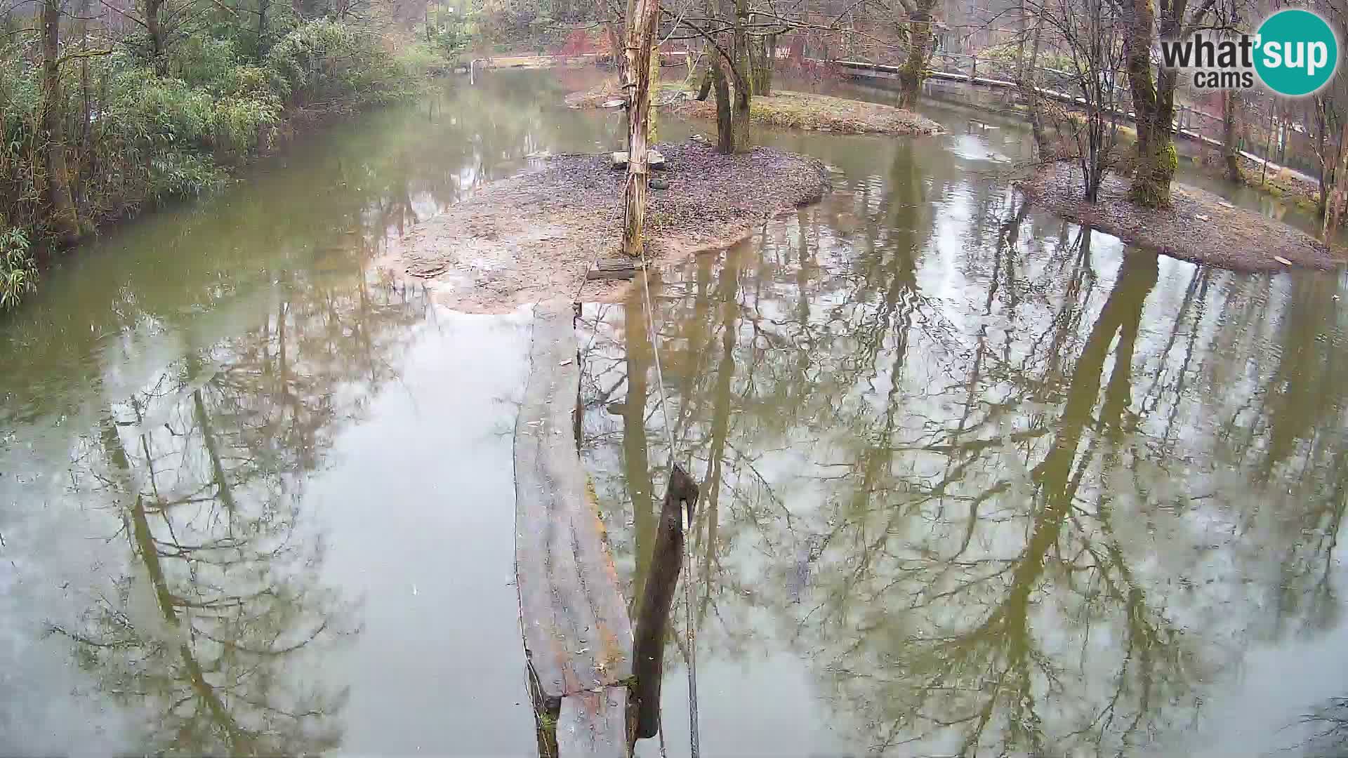 Vari bianconero Zoo Ljubljana webcam