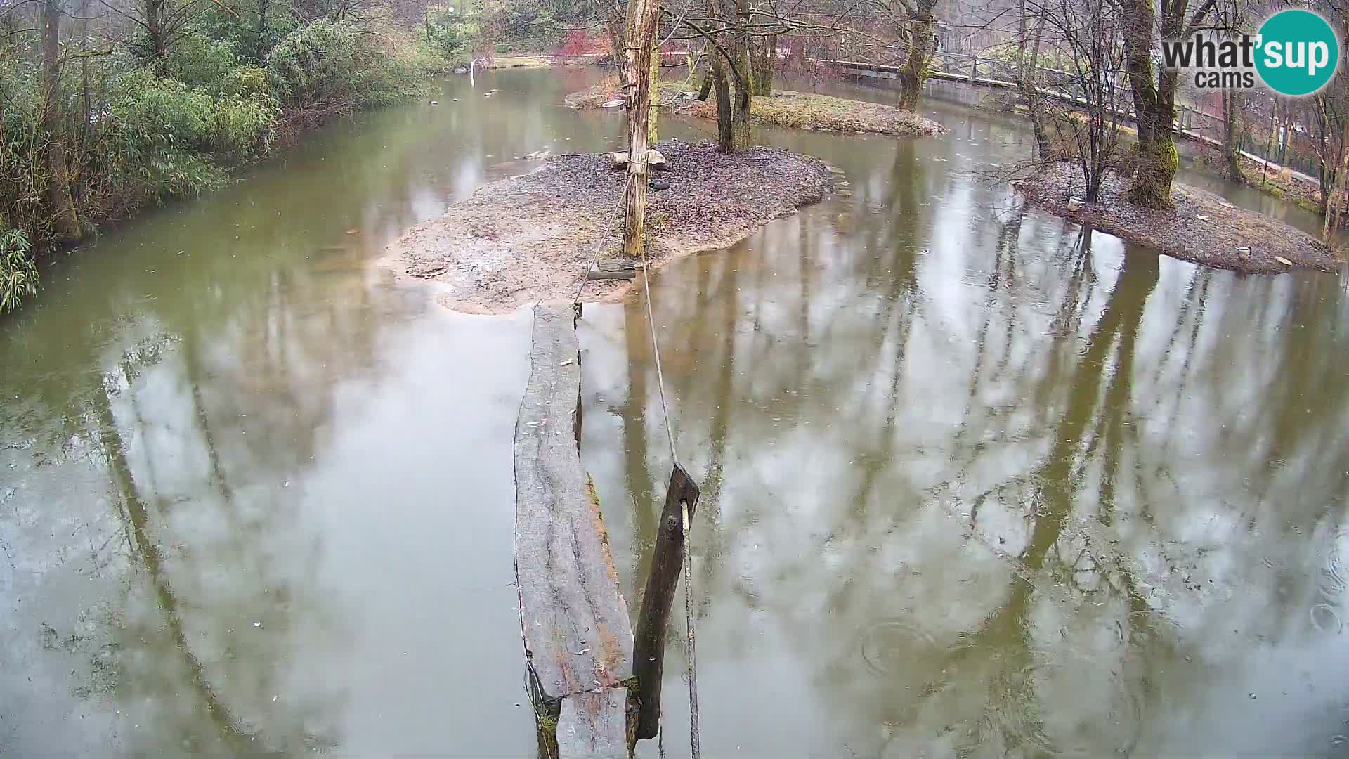 Schwarzweiße Vari Zoo Ljubljana webcam