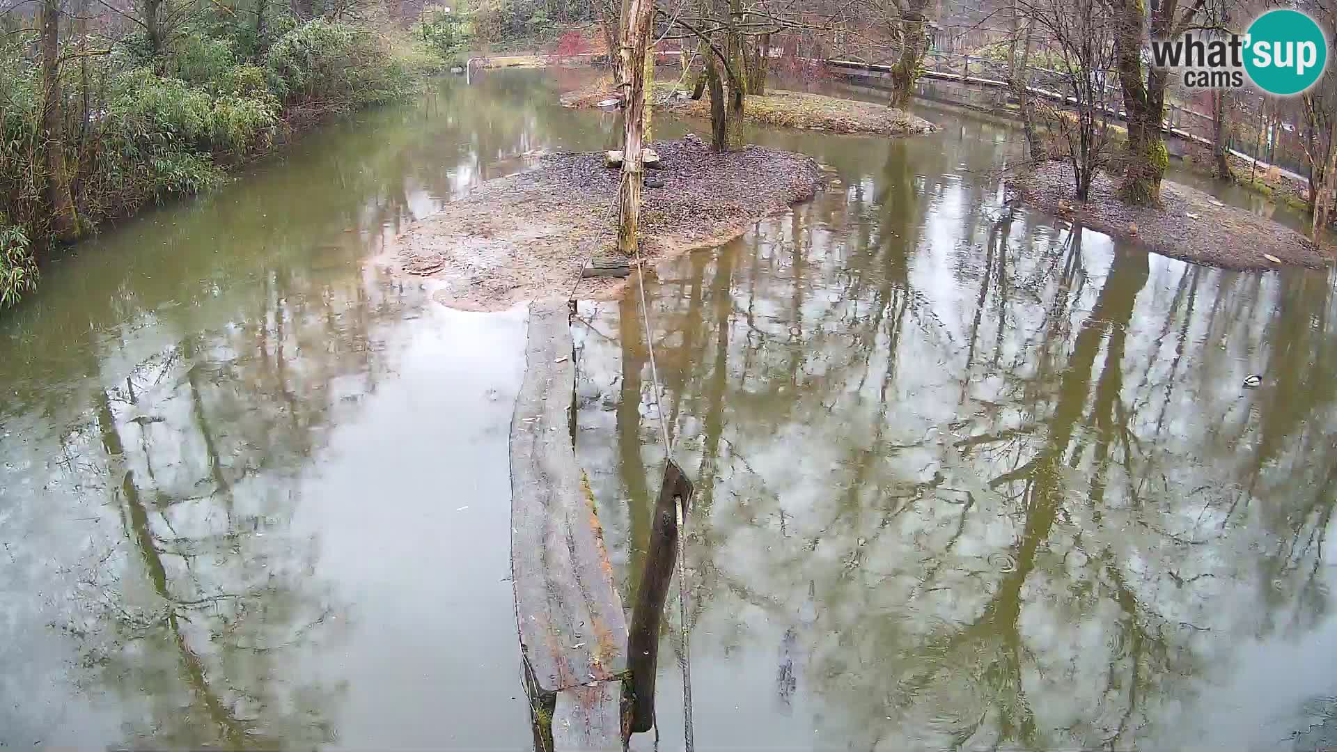 Vari bianconero Zoo Ljubljana webcam