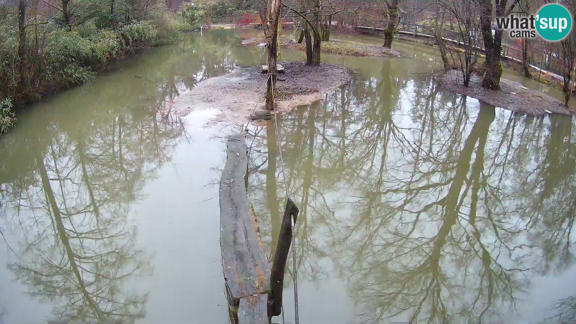 Black and white ruffed lemur Ljubljana Zoo live cam