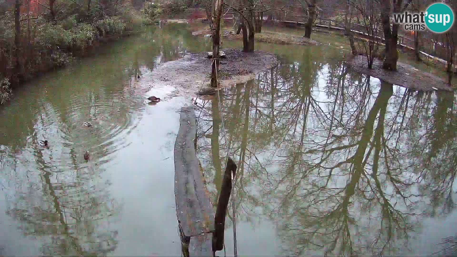 Vari bianconero Zoo Ljubljana webcam