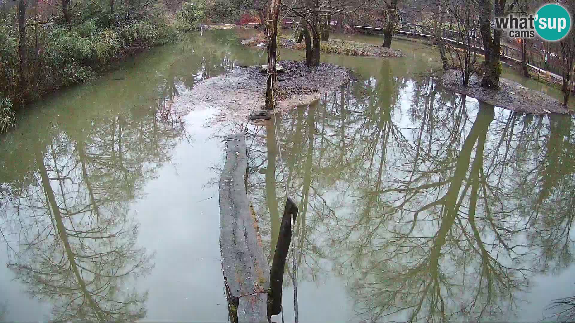 Black and white ruffed lemur Ljubljana Zoo live cam