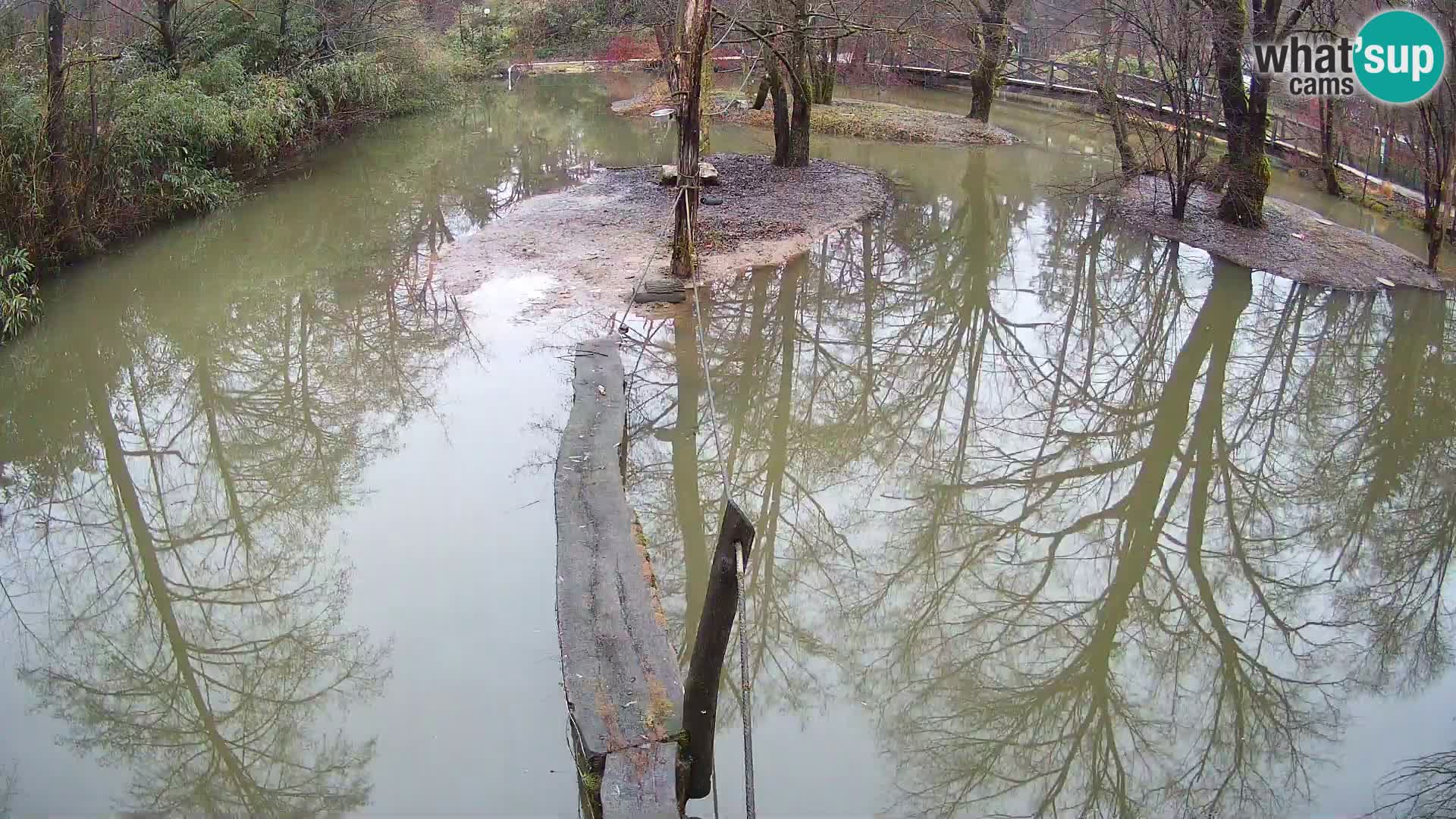 Navadni vari v živo – Ljubljana živalski vrt