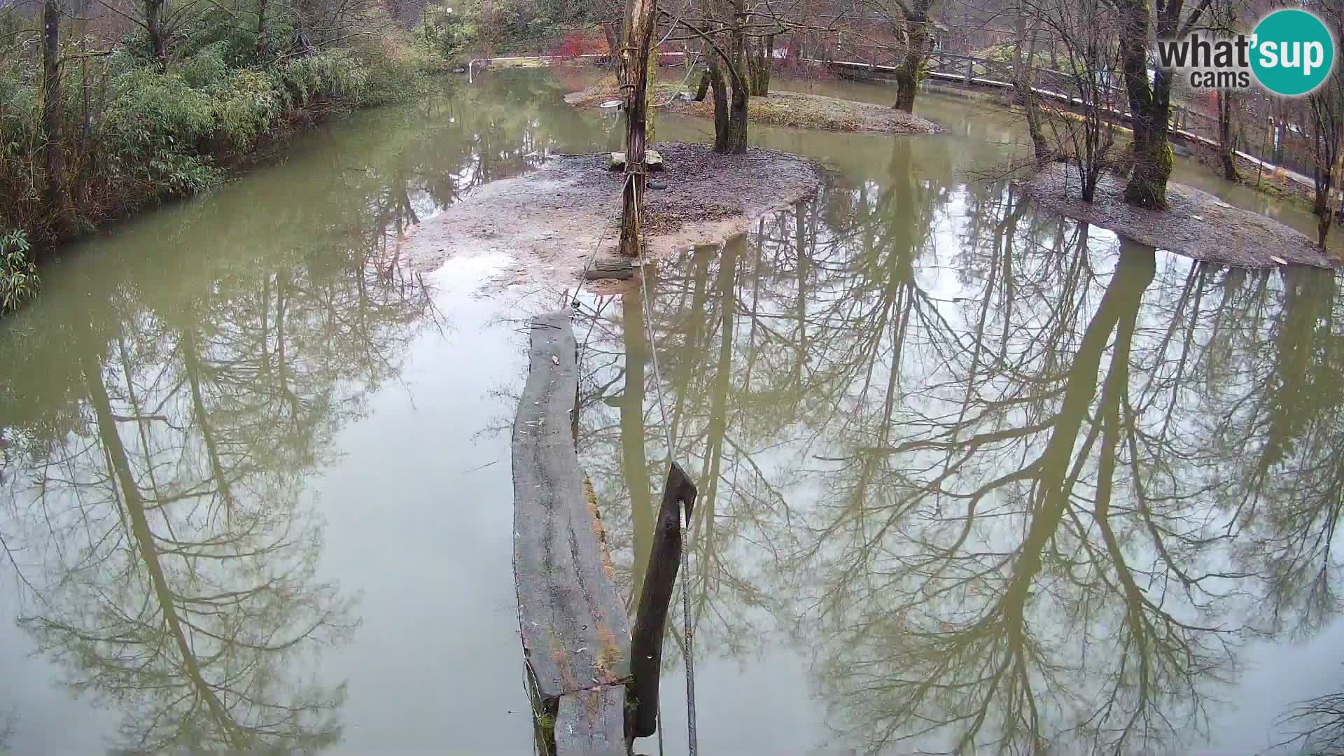 Lémur rufo blanco y negro – Ljubljana Zoo en vivo