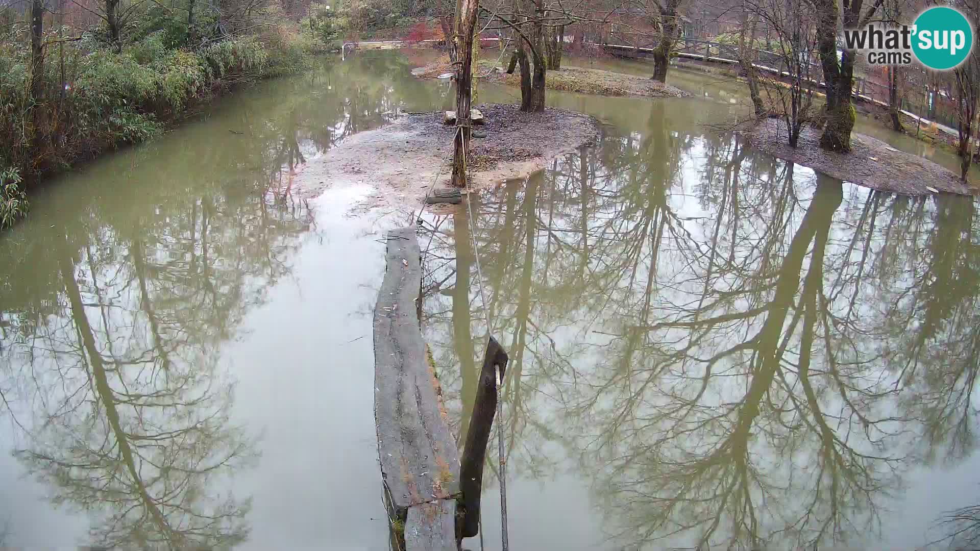 Black and white ruffed lemur Ljubljana Zoo live cam