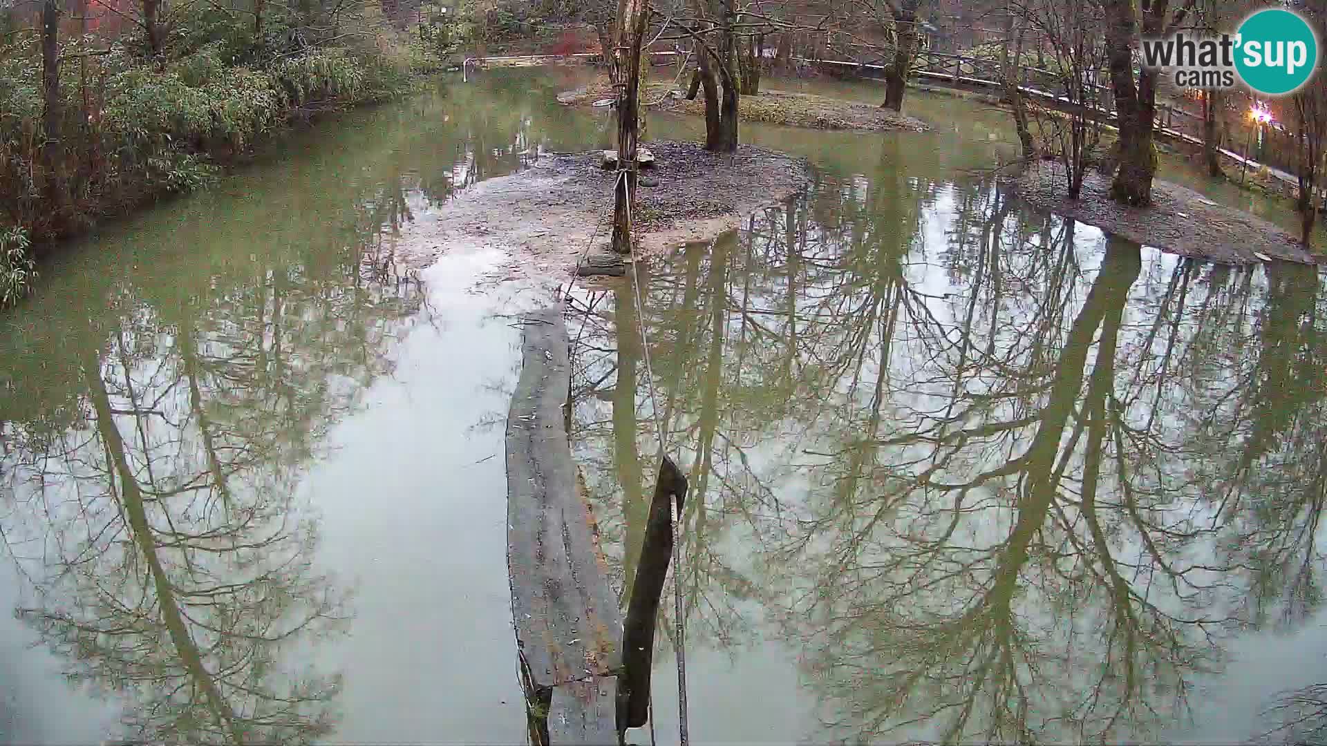 Schwarzweiße Vari Zoo Ljubljana webcam