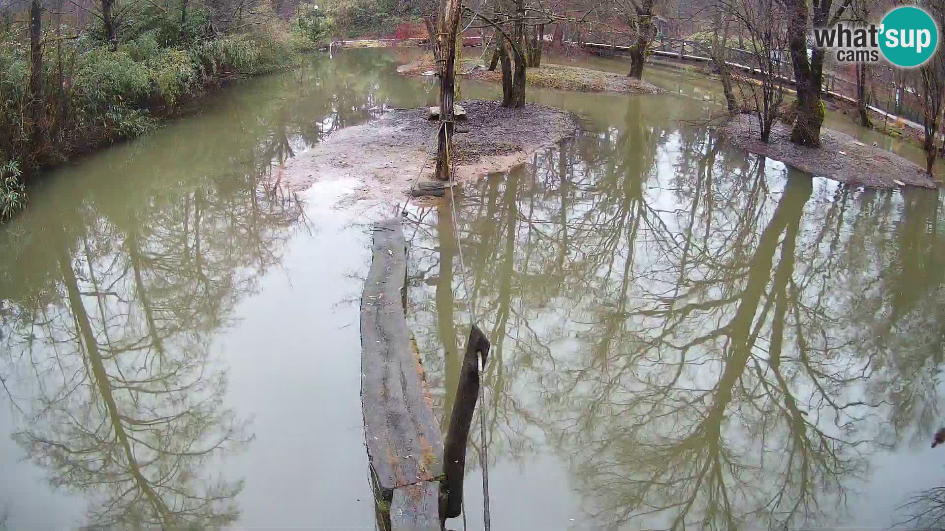 Black and white ruffed lemur Ljubljana Zoo live cam