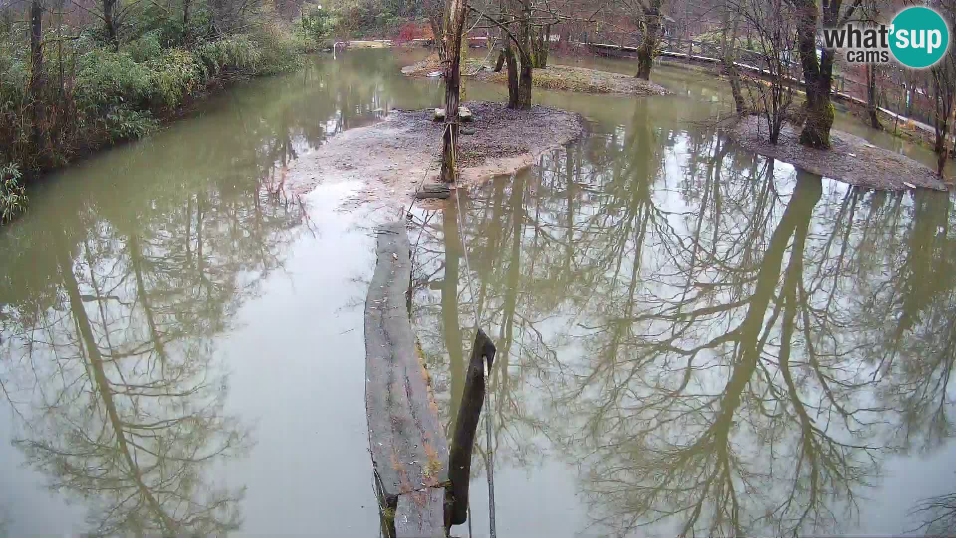 Vari bianconero Zoo Ljubljana webcam