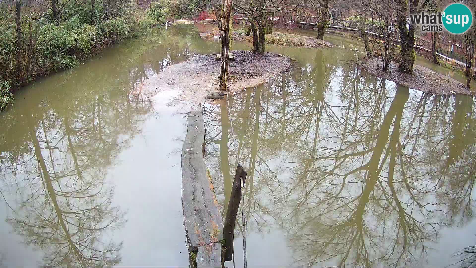 Lémur rufo blanco y negro – Ljubljana Zoo en vivo