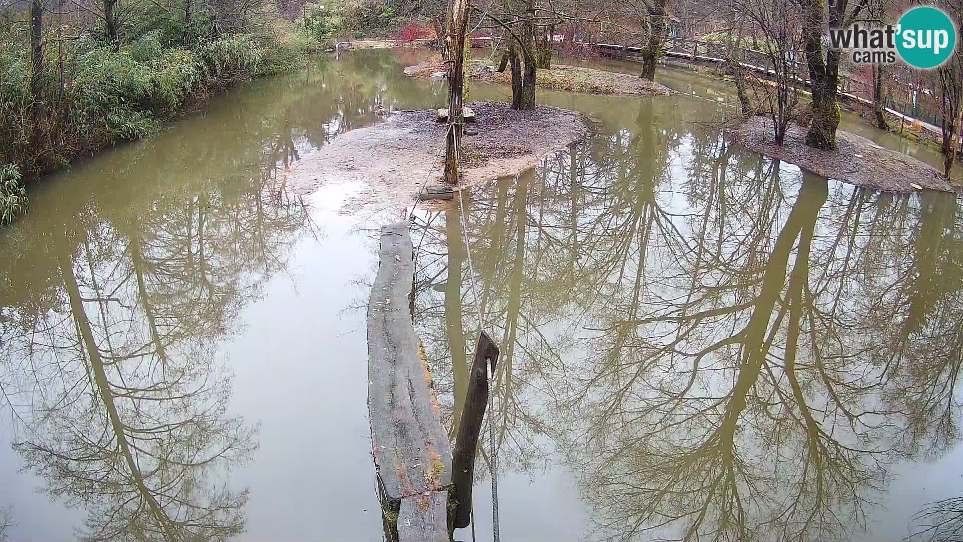 Schwarzweiße Vari Zoo Ljubljana webcam