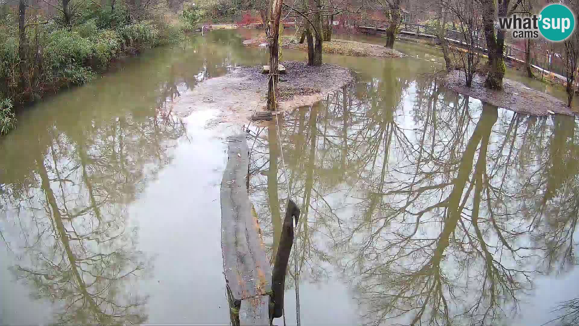 Black and white ruffed lemur Ljubljana Zoo live cam