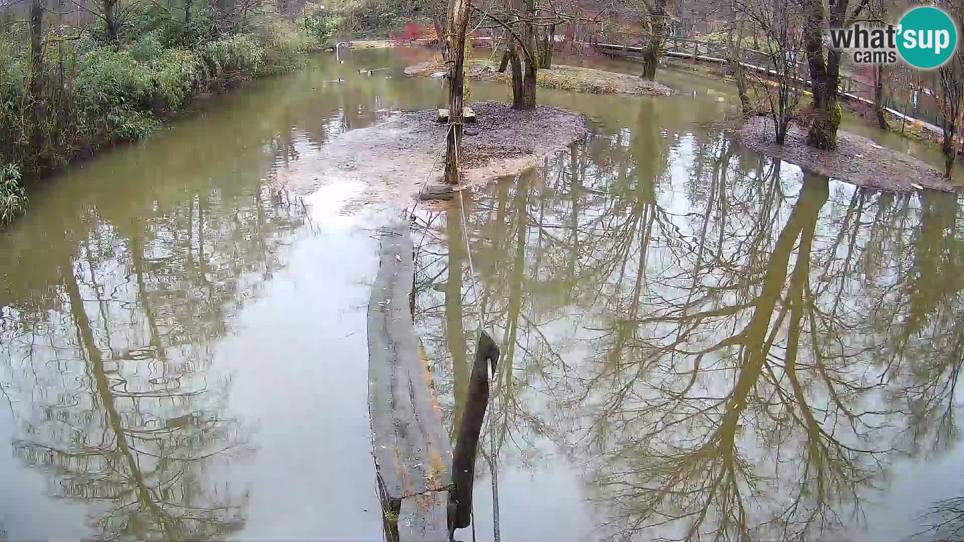 Navadni vari u živo – Ljubljana zoo