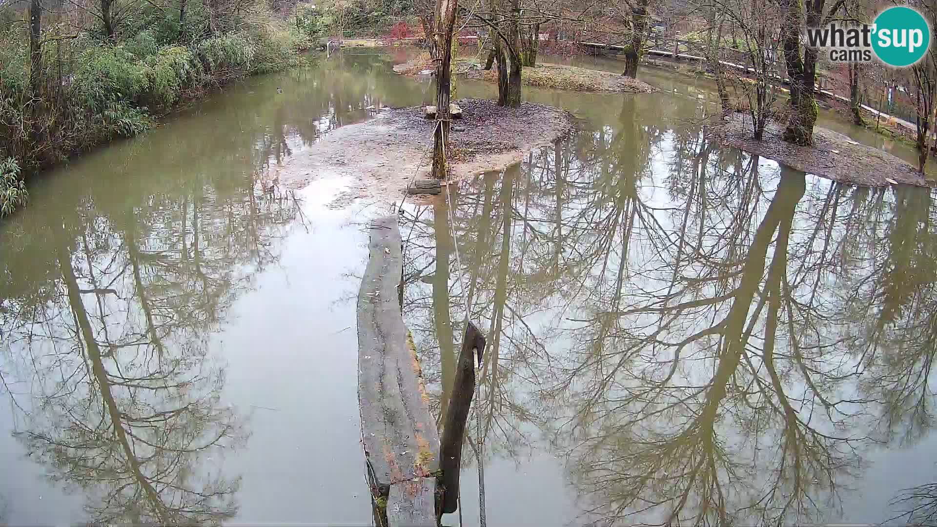 Navadni vari u živo – Ljubljana zoo