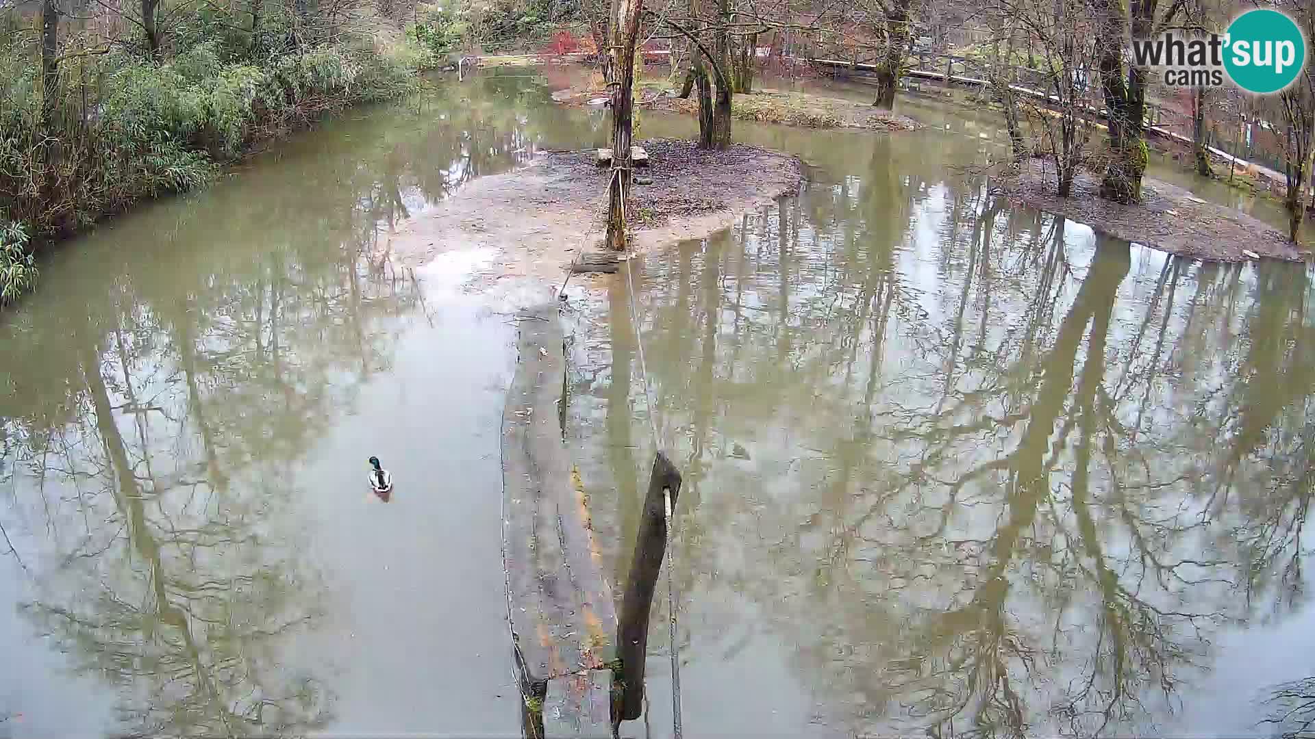 Lémur rufo blanco y negro – Ljubljana Zoo en vivo