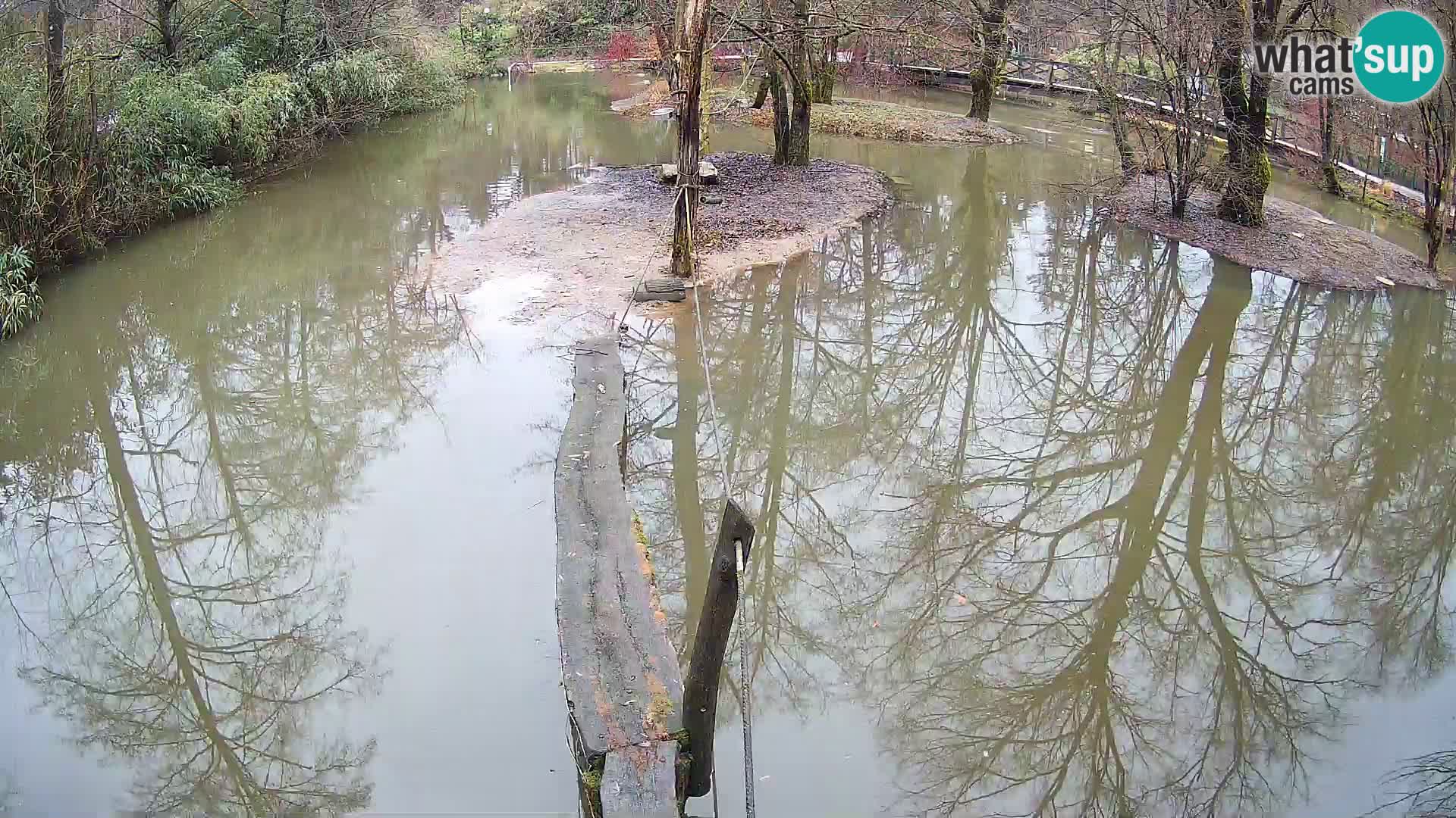 Lémur rufo blanco y negro – Ljubljana Zoo en vivo