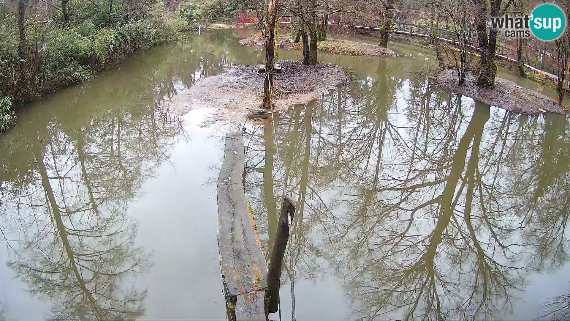 Navadni vari v živo – Ljubljana živalski vrt