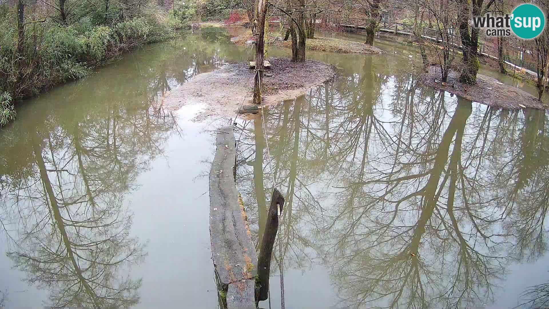 Black and white ruffed lemur Ljubljana Zoo live cam