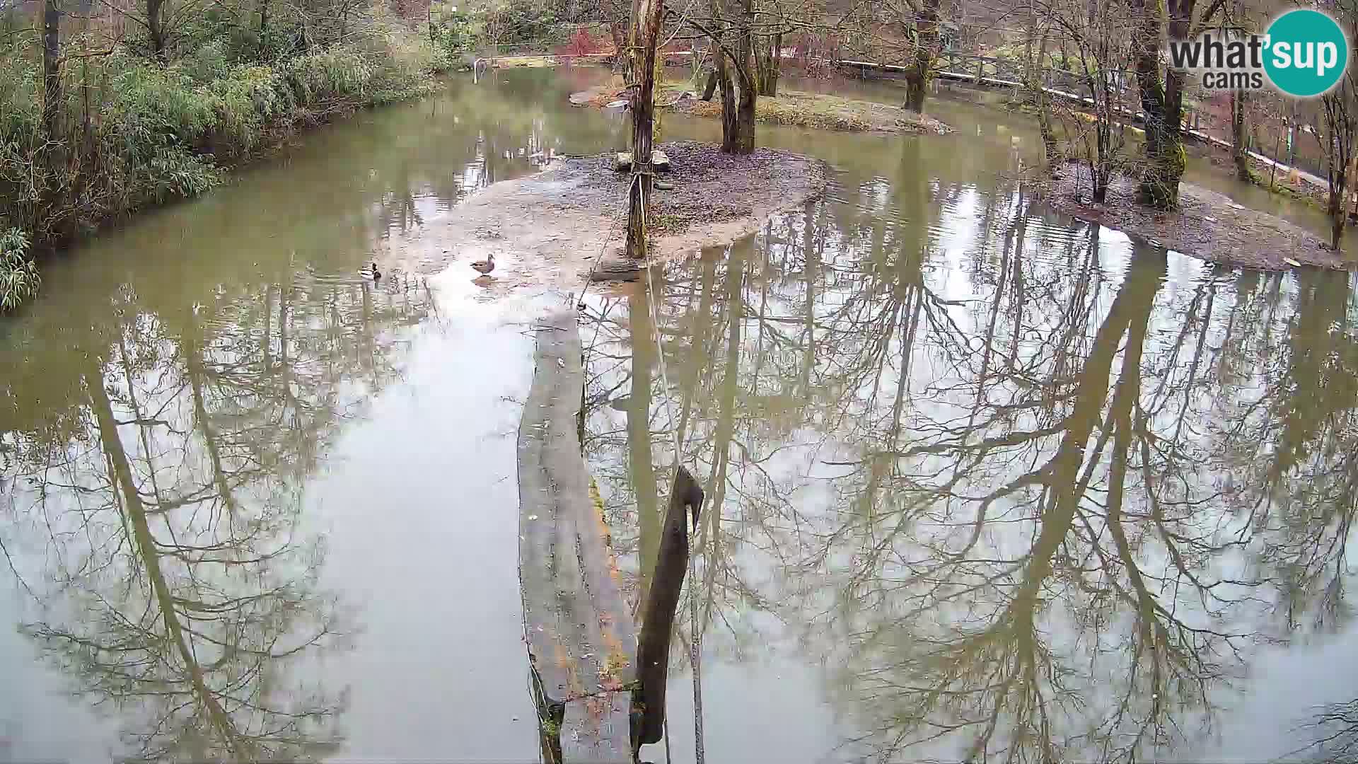 Vari bianconero Zoo Ljubljana webcam