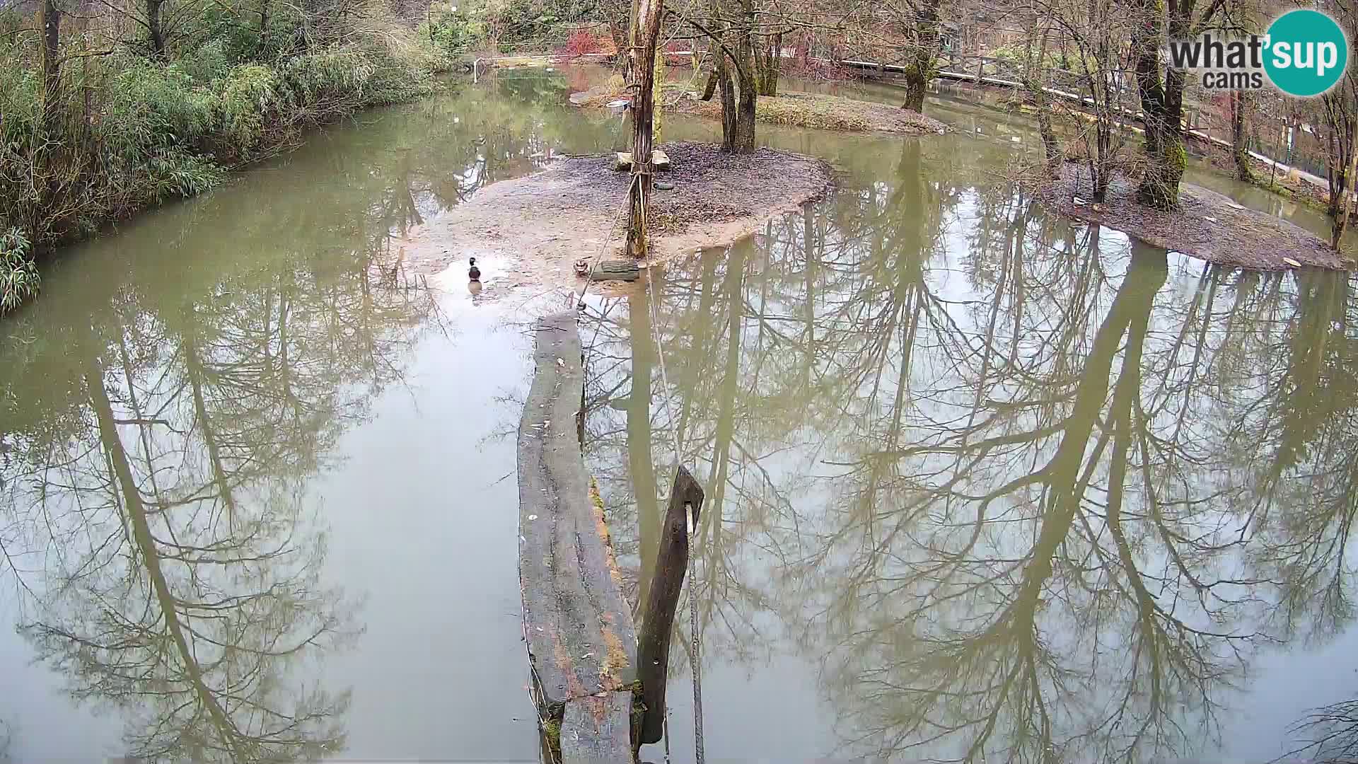 Lémur rufo blanco y negro – Ljubljana Zoo en vivo