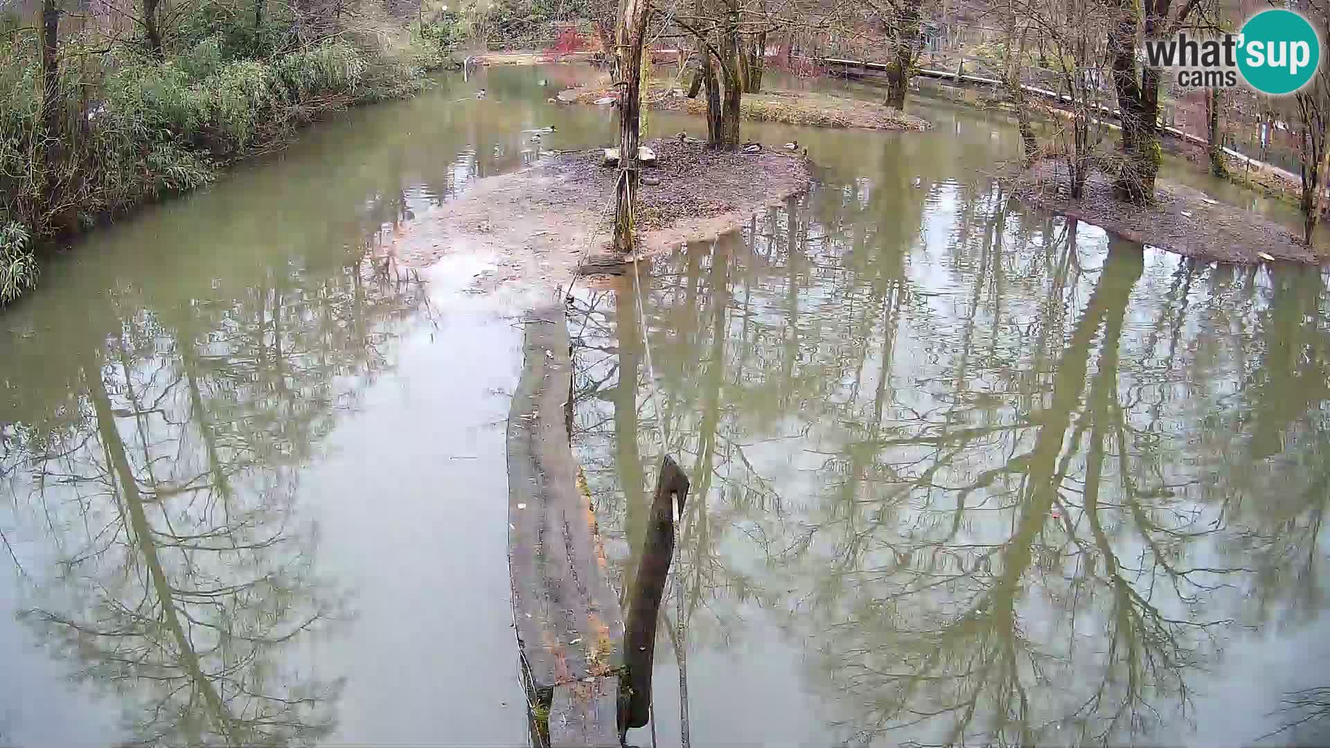 Navadni vari u živo – Ljubljana zoo