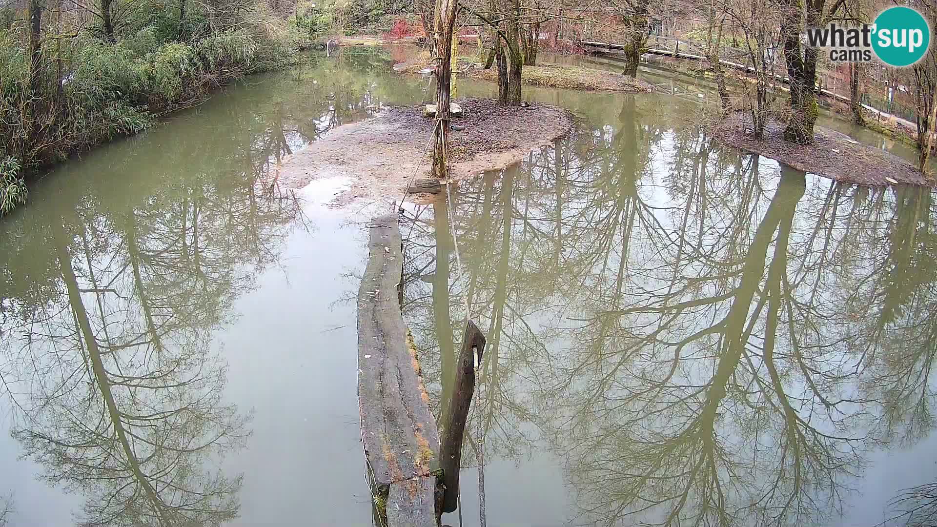 Lémur rufo blanco y negro – Ljubljana Zoo en vivo